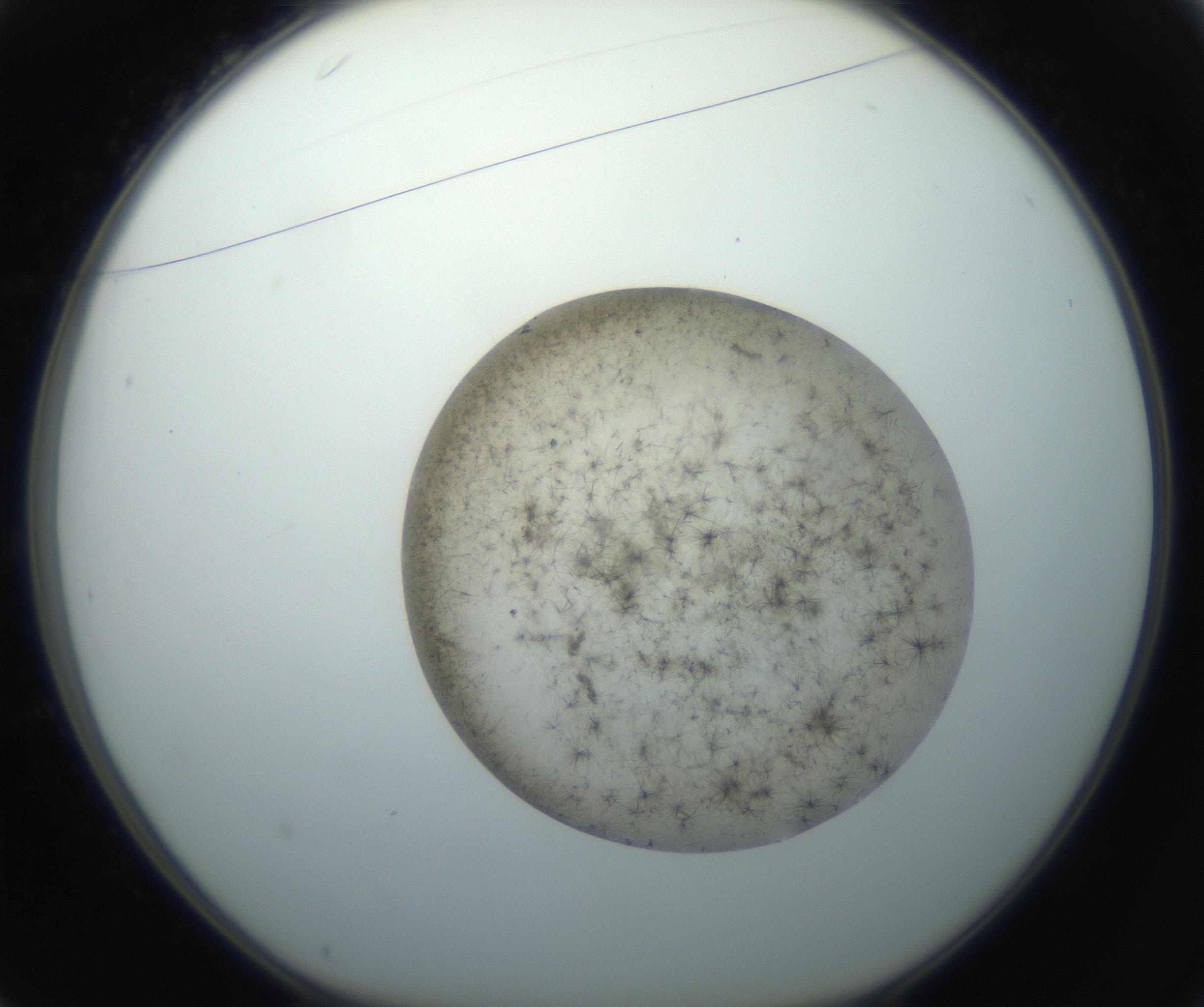 RI01_03_000_0212_Proj1_Clon1_MC_0000MC102735_003_160921_01_03_01_00_99_002_001_RAI.jpg