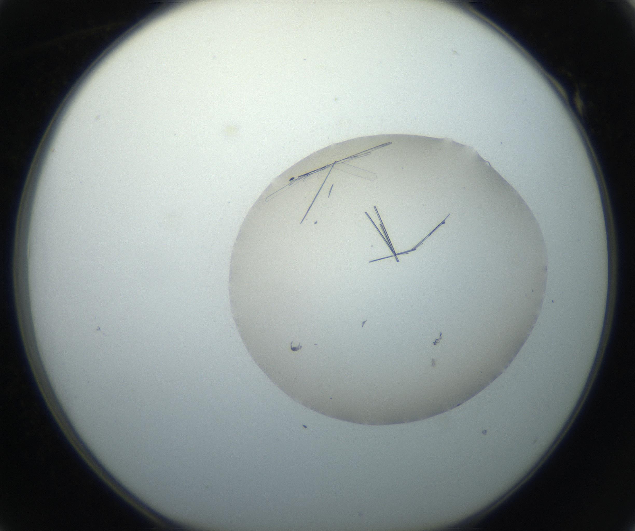 RI01_03_000_0212_Proj1_Clon1_MC_0000MC102735_003_160921_01_05_01_00_99_002_001_RAI.jpg