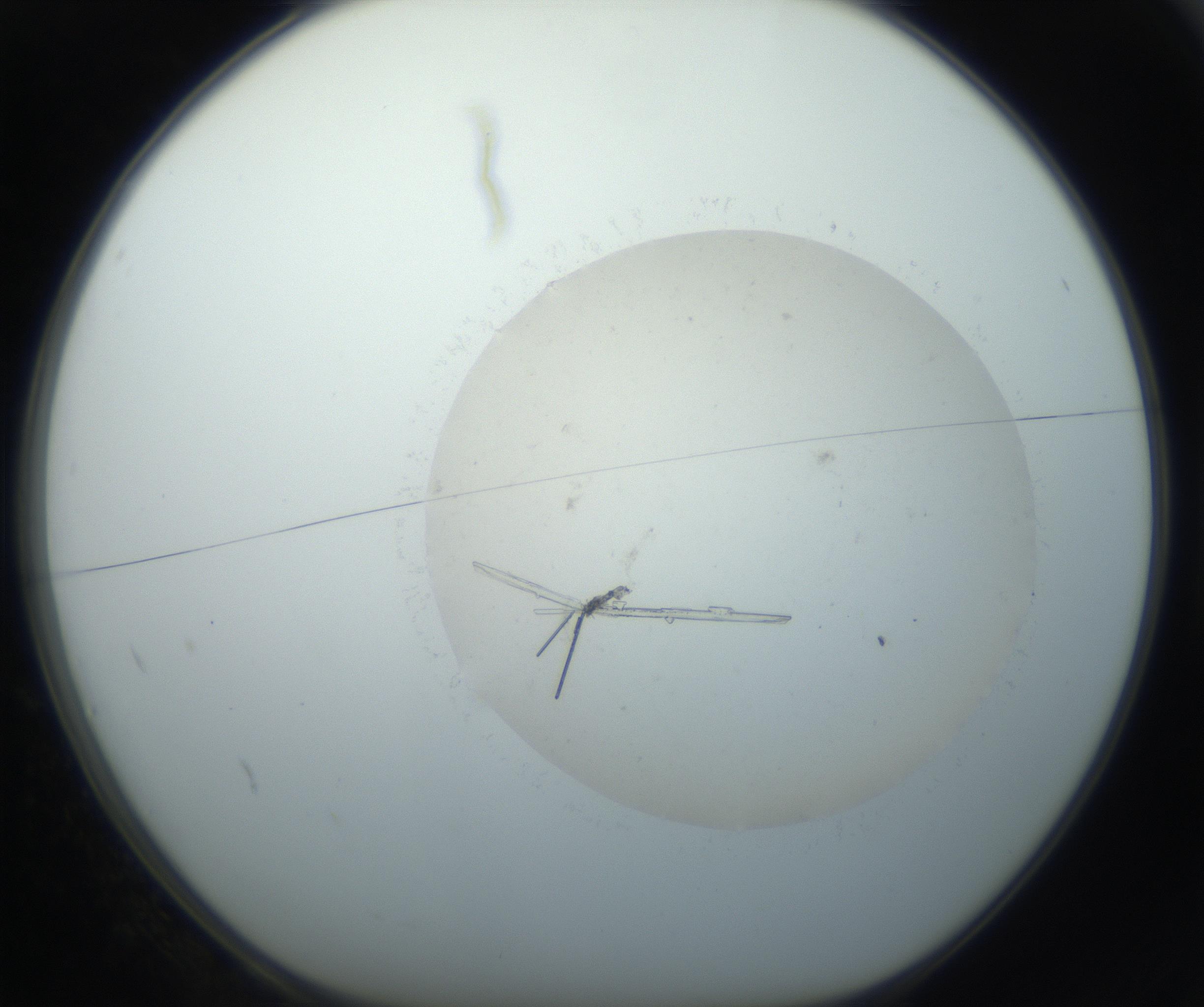 RI01_03_000_0212_Proj1_Clon1_MC_0000MC102735_003_160921_02_01_01_00_99_002_001_RAI.jpg