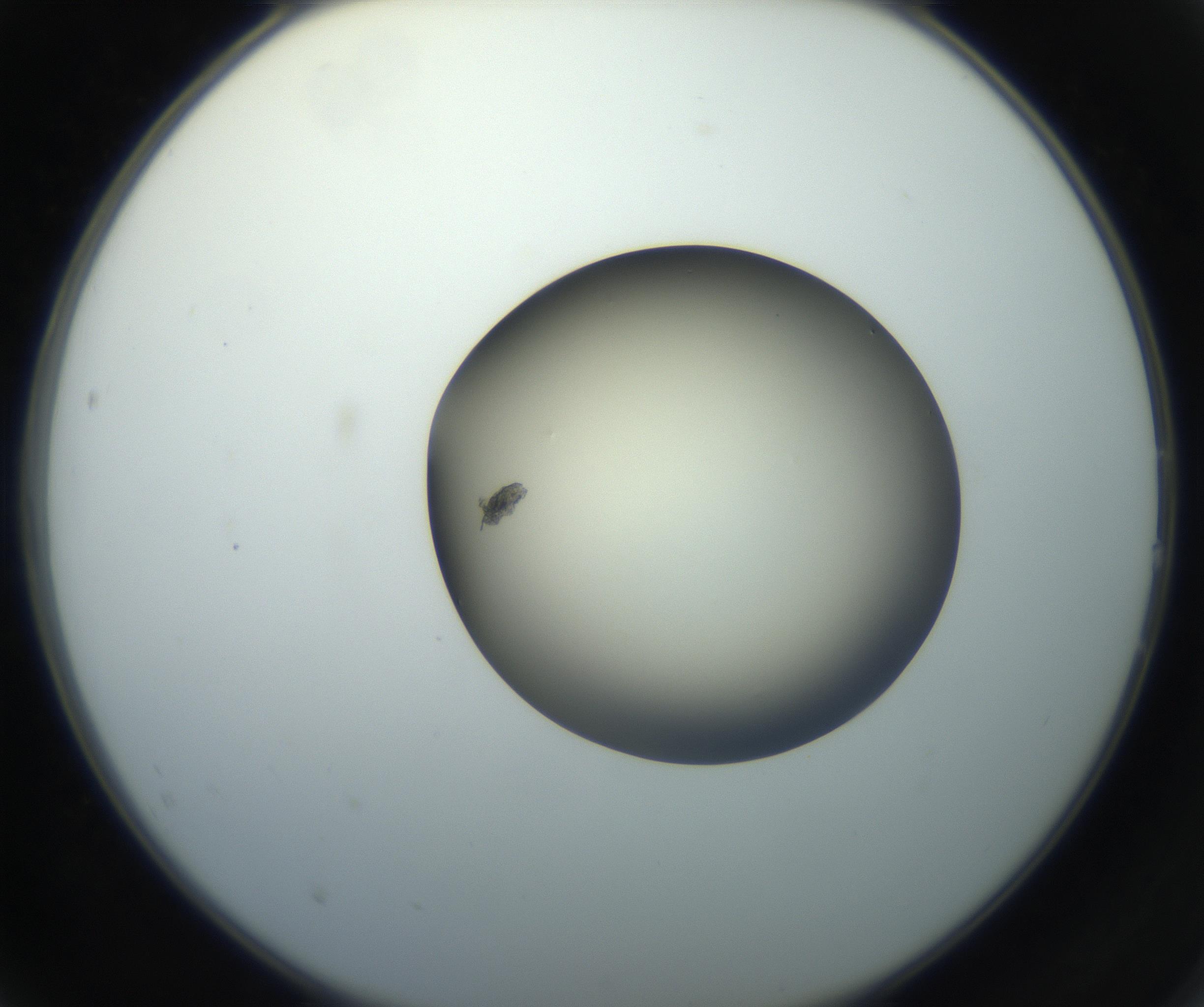 RI01_03_000_0212_Proj1_Clon1_MC_0000MC102735_003_160921_02_02_02_00_99_002_001_RAI.jpg