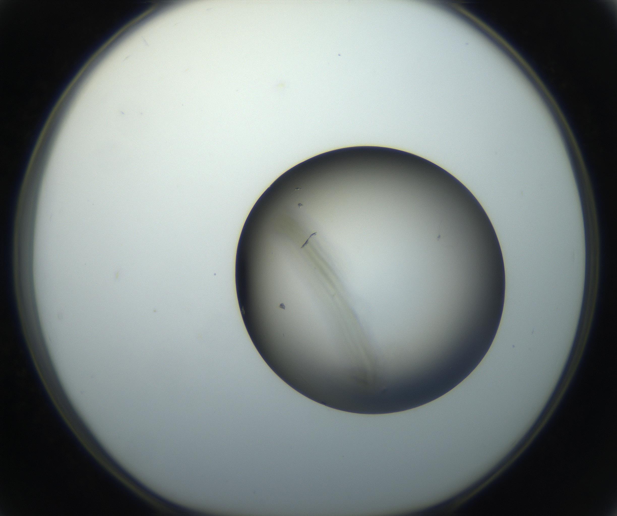 RI01_03_000_0212_Proj1_Clon1_MC_0000MC102735_003_160921_02_05_01_00_99_002_001_RAI.jpg
