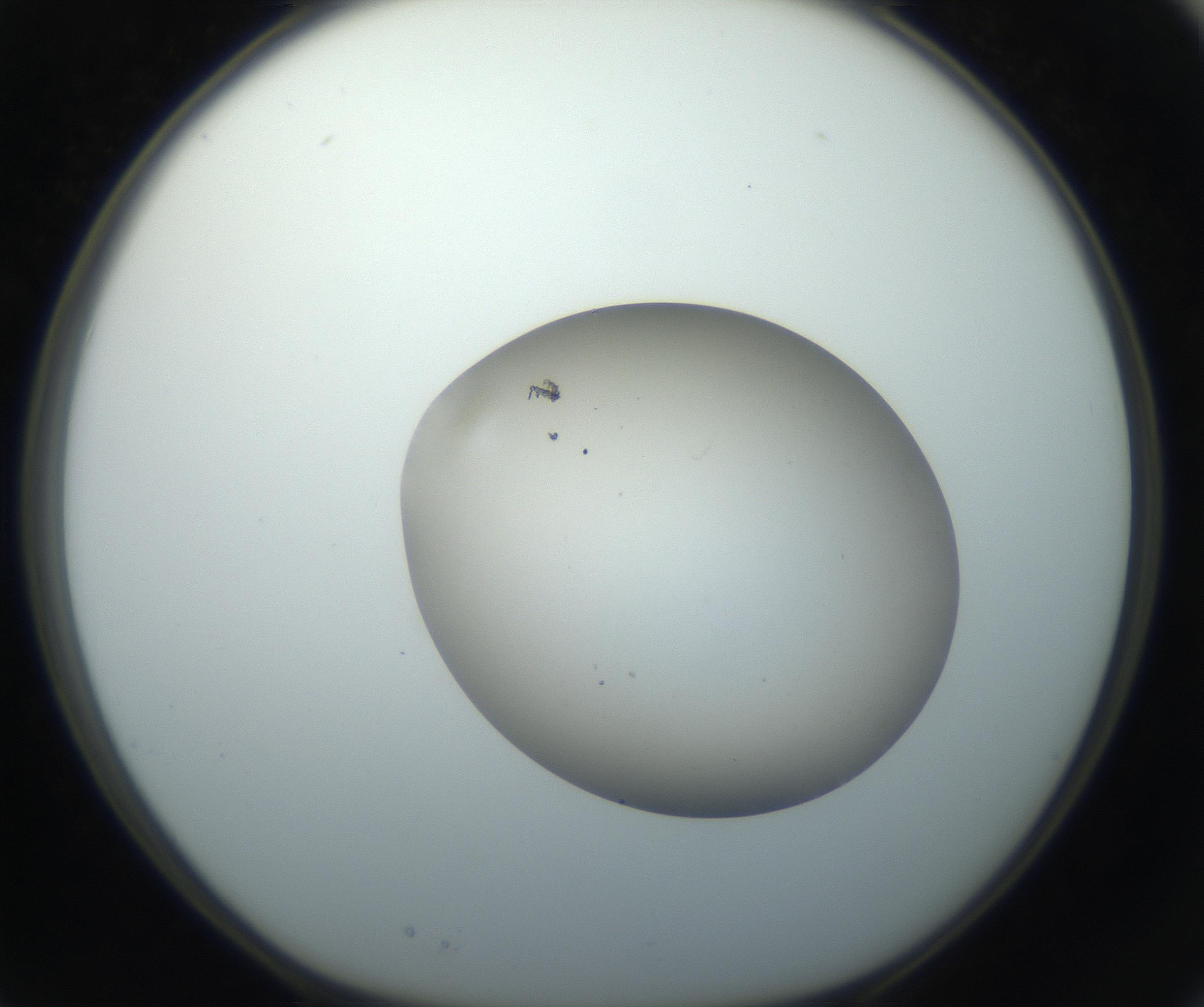 RI01_03_000_0212_Proj1_Clon1_MC_0000MC102735_003_160921_03_02_01_00_99_002_001_RAI.jpg