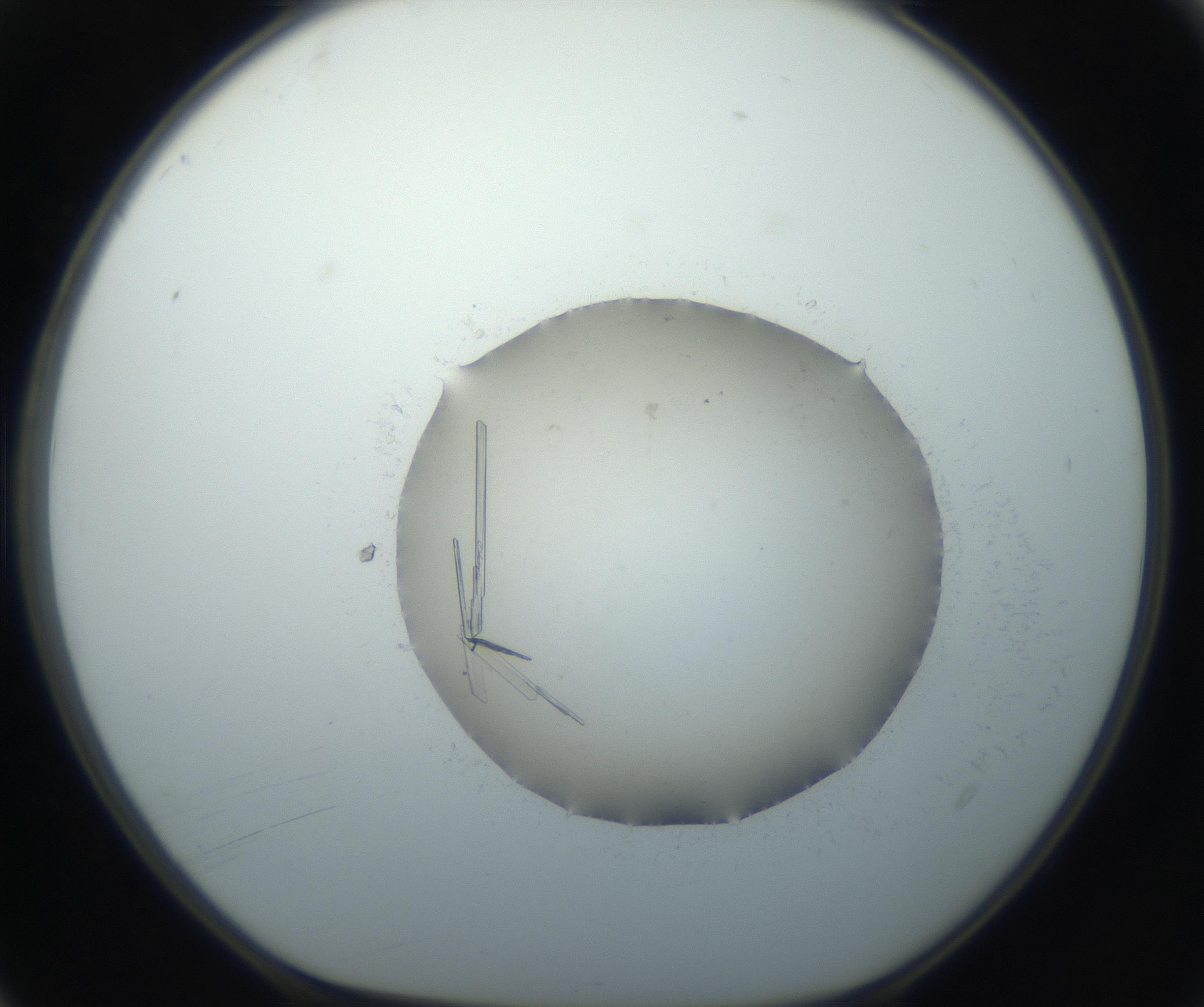 RI01_03_000_0212_Proj1_Clon1_MC_0000MC102735_003_160921_04_01_01_00_99_002_001_RAI.jpg