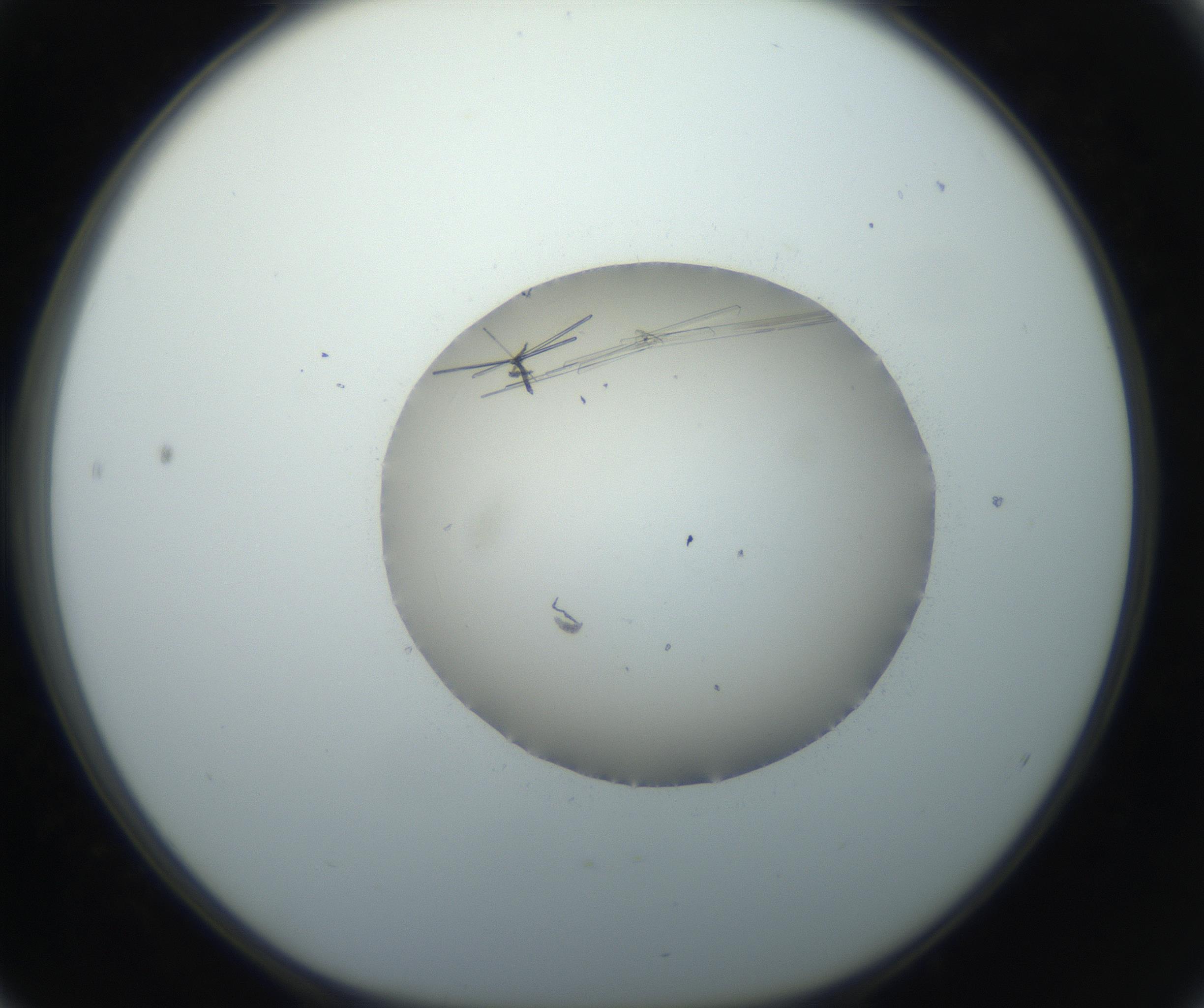 RI01_03_000_0212_Proj1_Clon1_MC_0000MC102735_003_160921_04_05_01_00_99_002_001_RAI.jpg