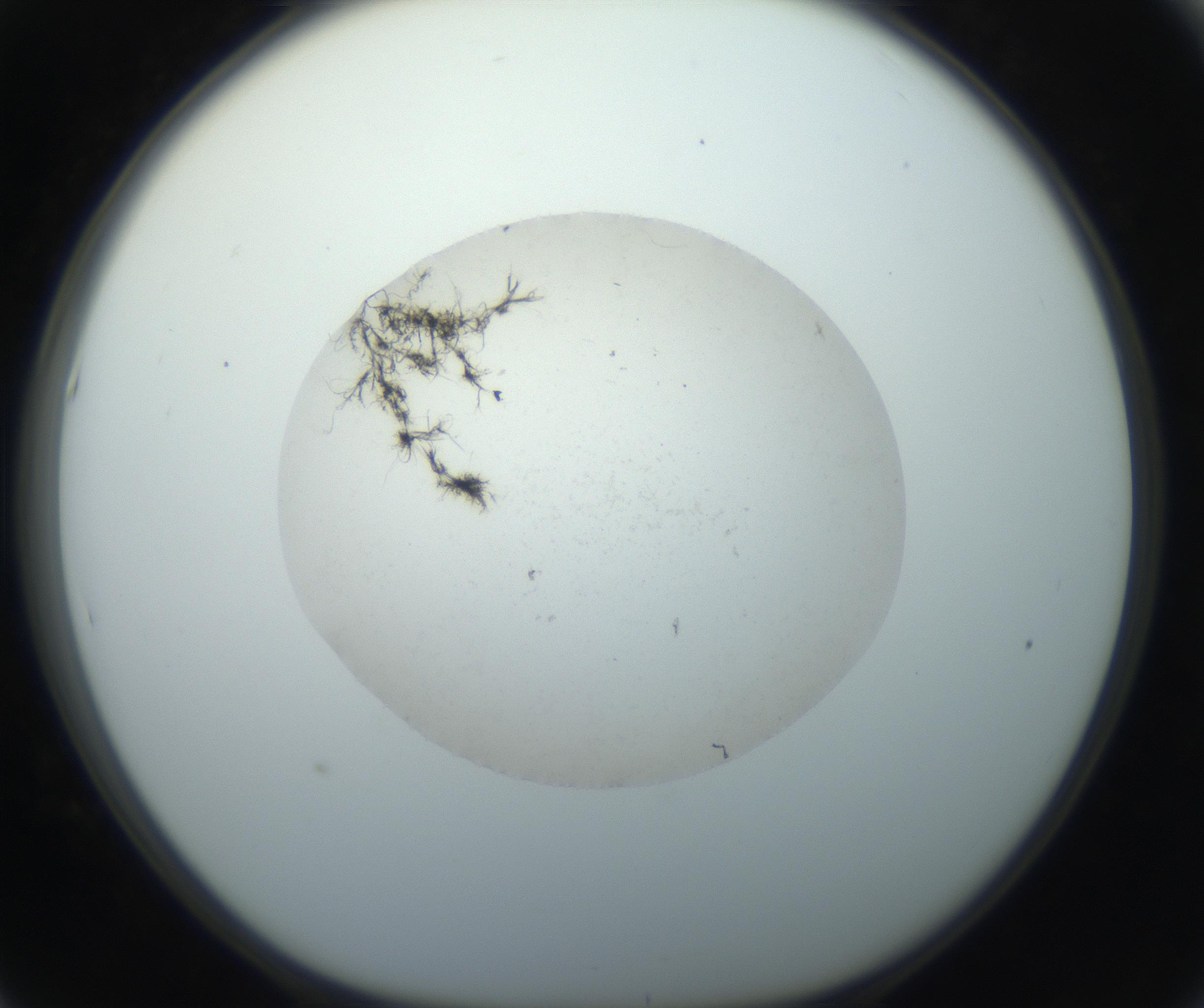 RI01_03_000_0212_Proj1_Clon1_MC_0000MC102735_003_160921_05_05_01_00_99_002_001_RAI.jpg