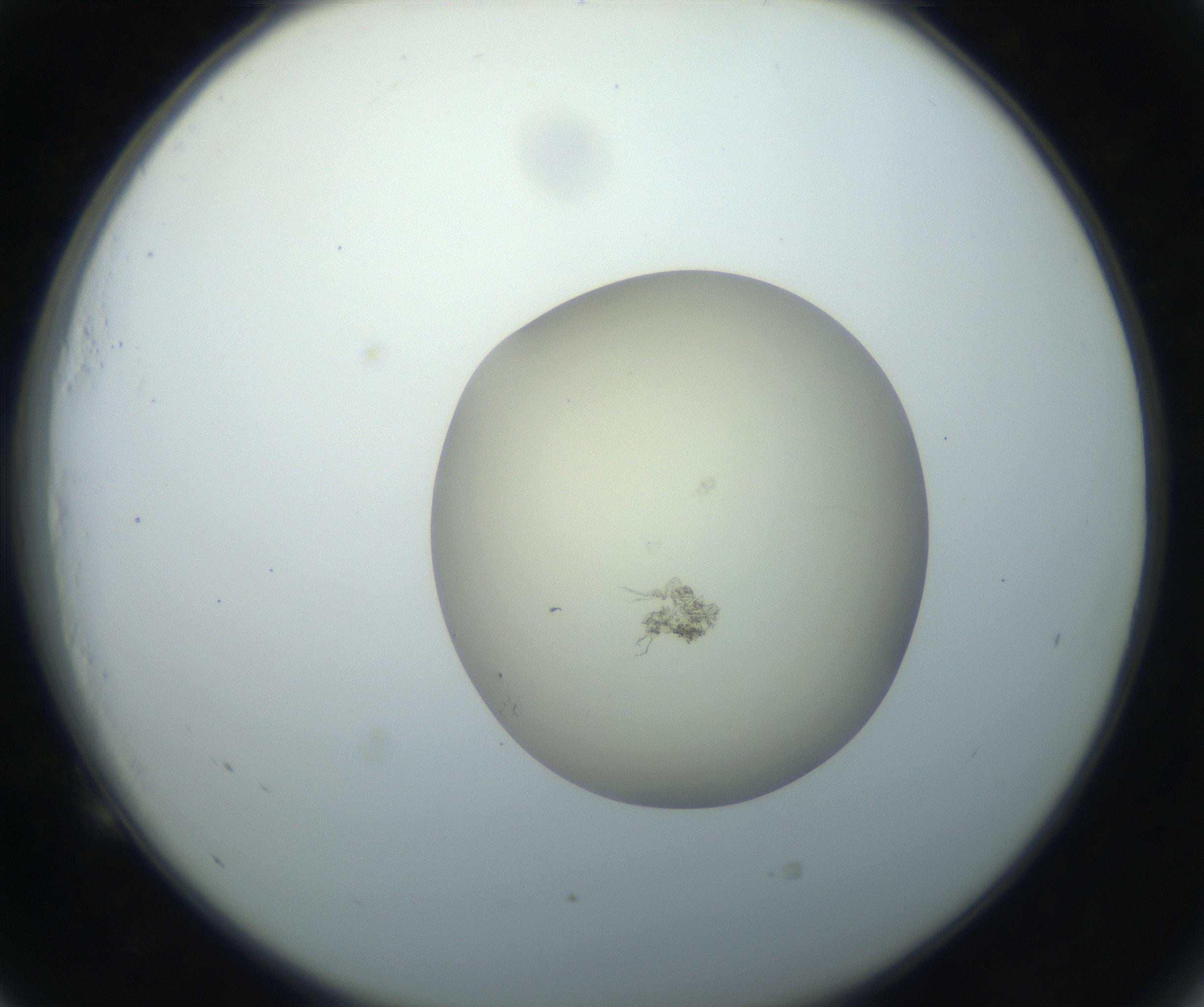RI01_03_000_0212_Proj1_Clon1_MC_0000MC102735_003_160921_05_05_02_00_99_002_001_RAI.jpg