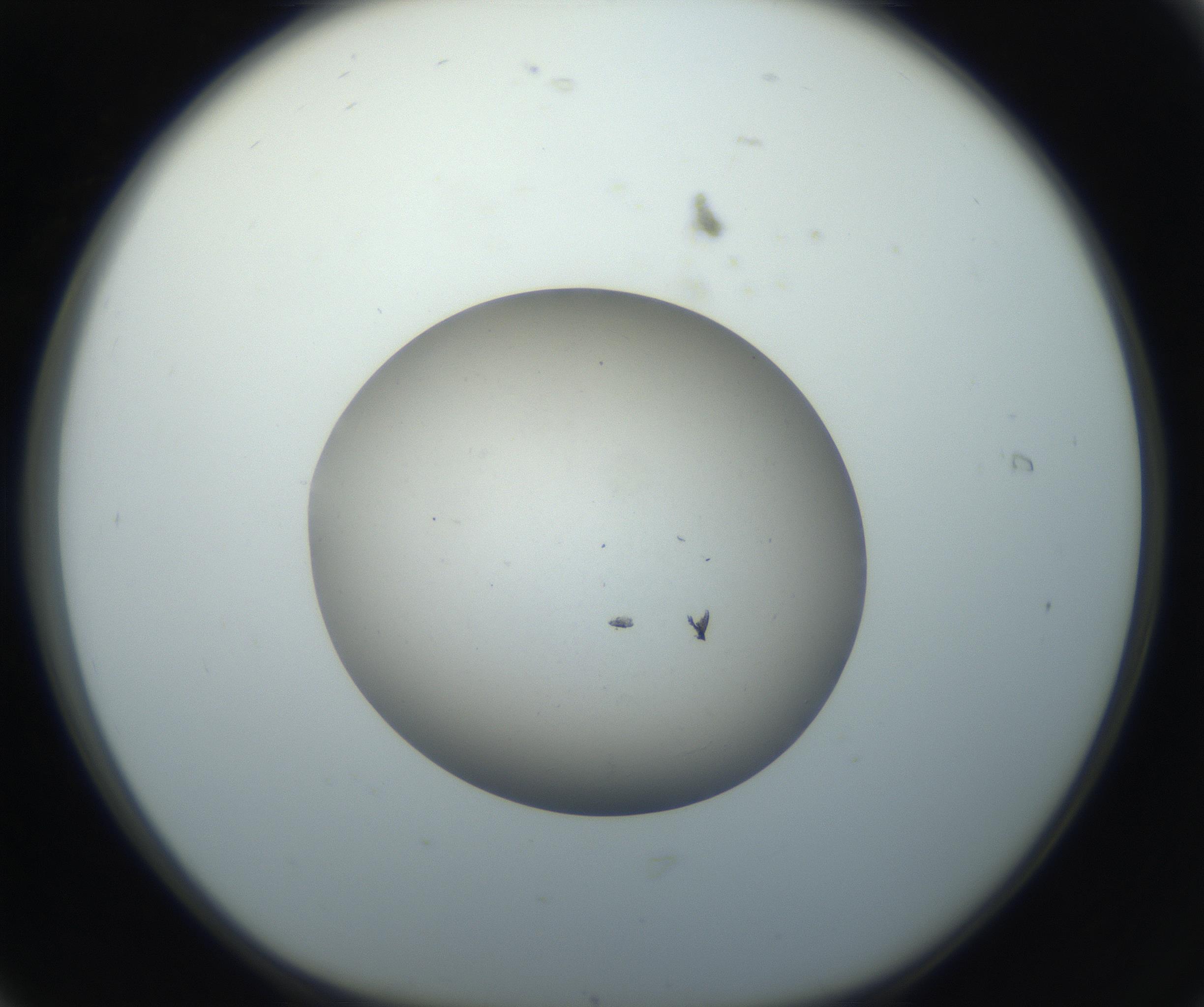 RI01_03_000_0212_Proj1_Clon1_MC_0000MC102735_003_160921_06_01_01_00_99_002_001_RAI.jpg