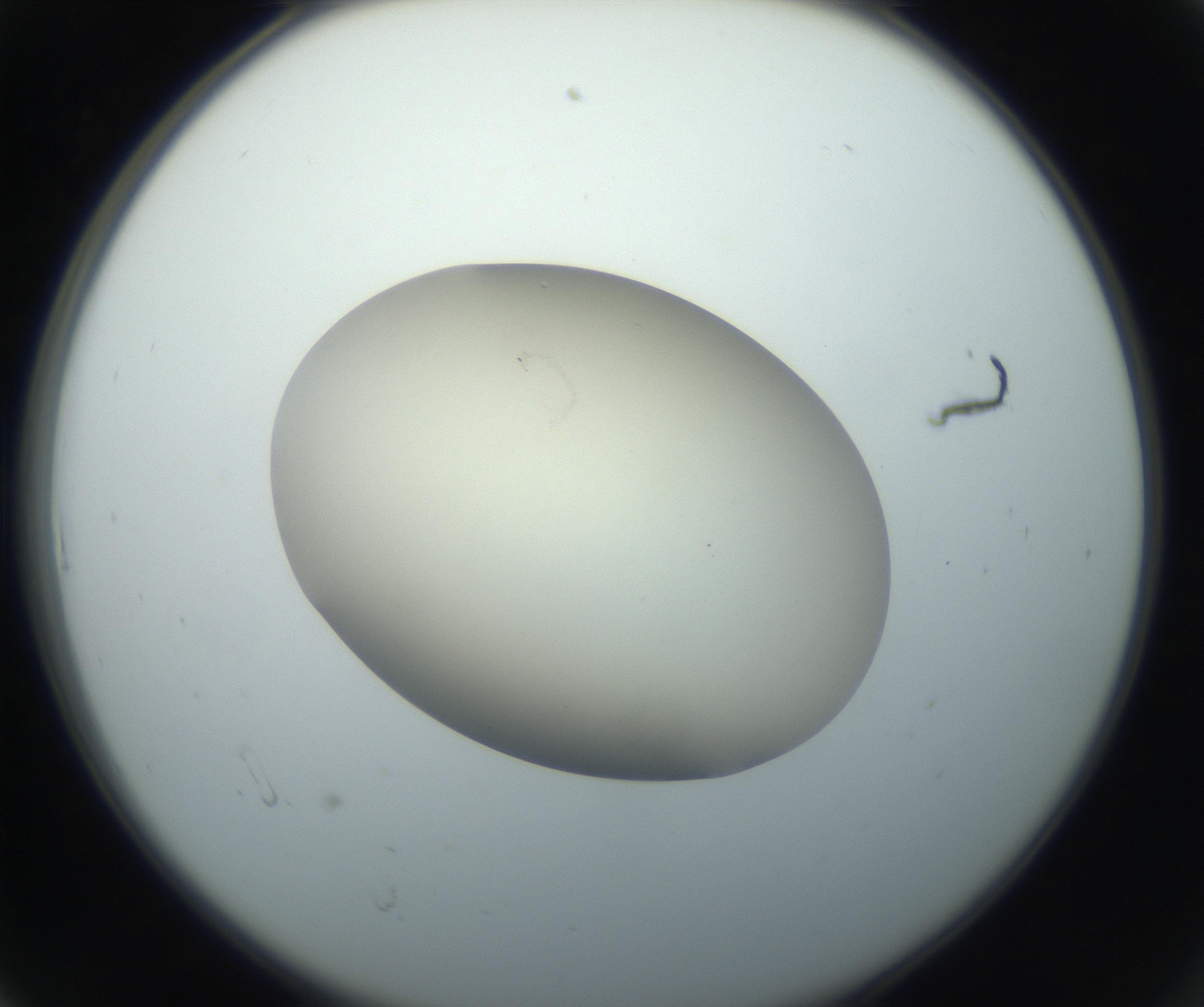 RI01_03_000_0212_Proj1_Clon1_MC_0000MC102735_003_160921_06_01_02_00_99_002_001_RAI.jpg