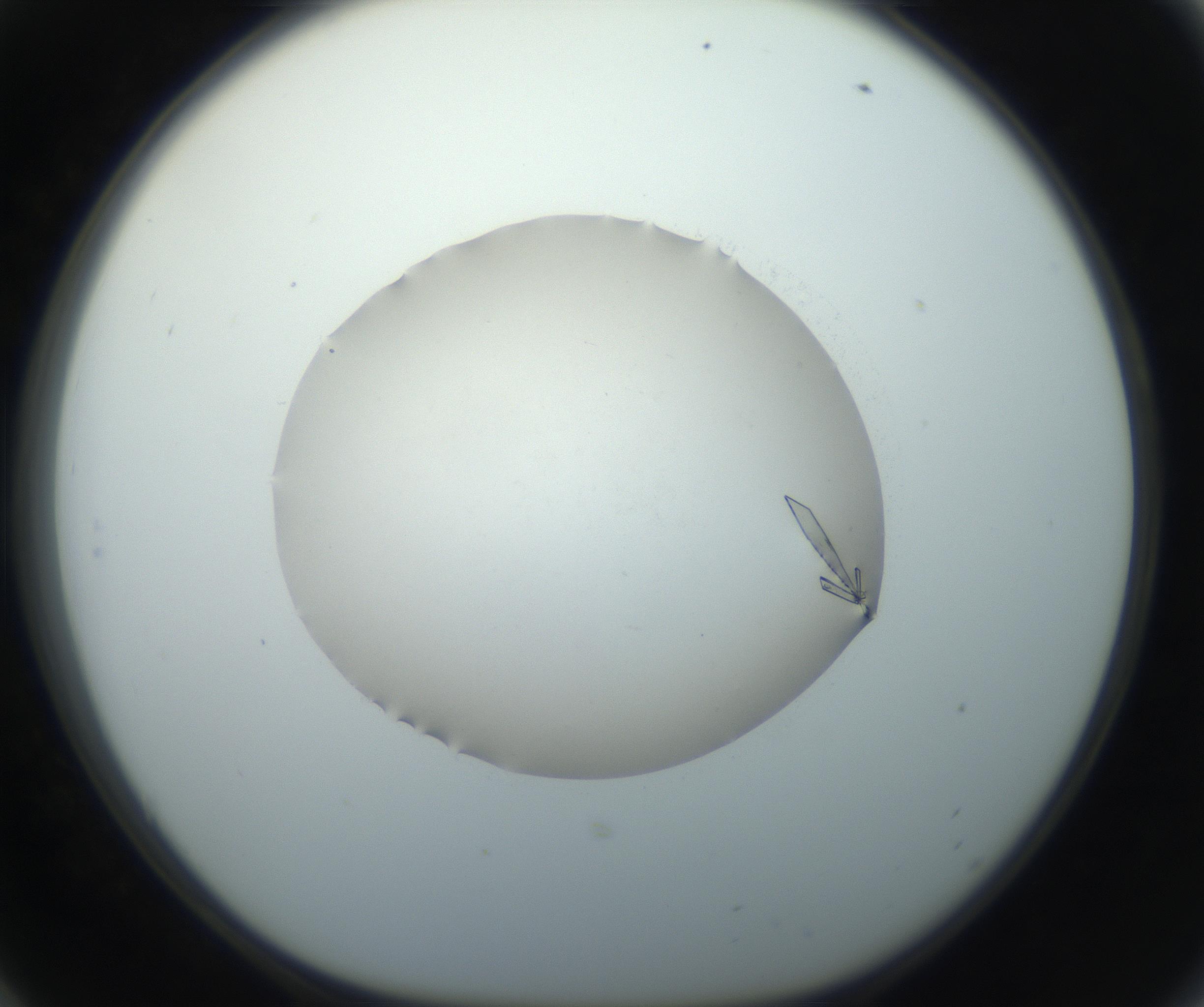 RI01_03_000_0212_Proj1_Clon1_MC_0000MC102735_003_160921_06_05_01_00_99_002_001_RAI.jpg