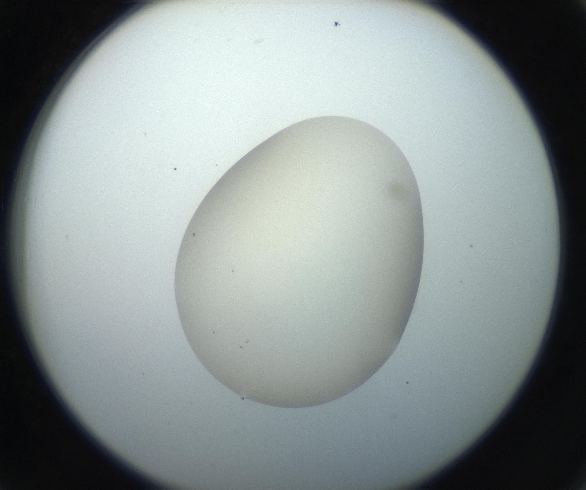 RI01_03_000_0212_Proj1_Clon1_MC_0000MC102735_003_160921_06_07_02_00_99_002_001_RAI.jpg