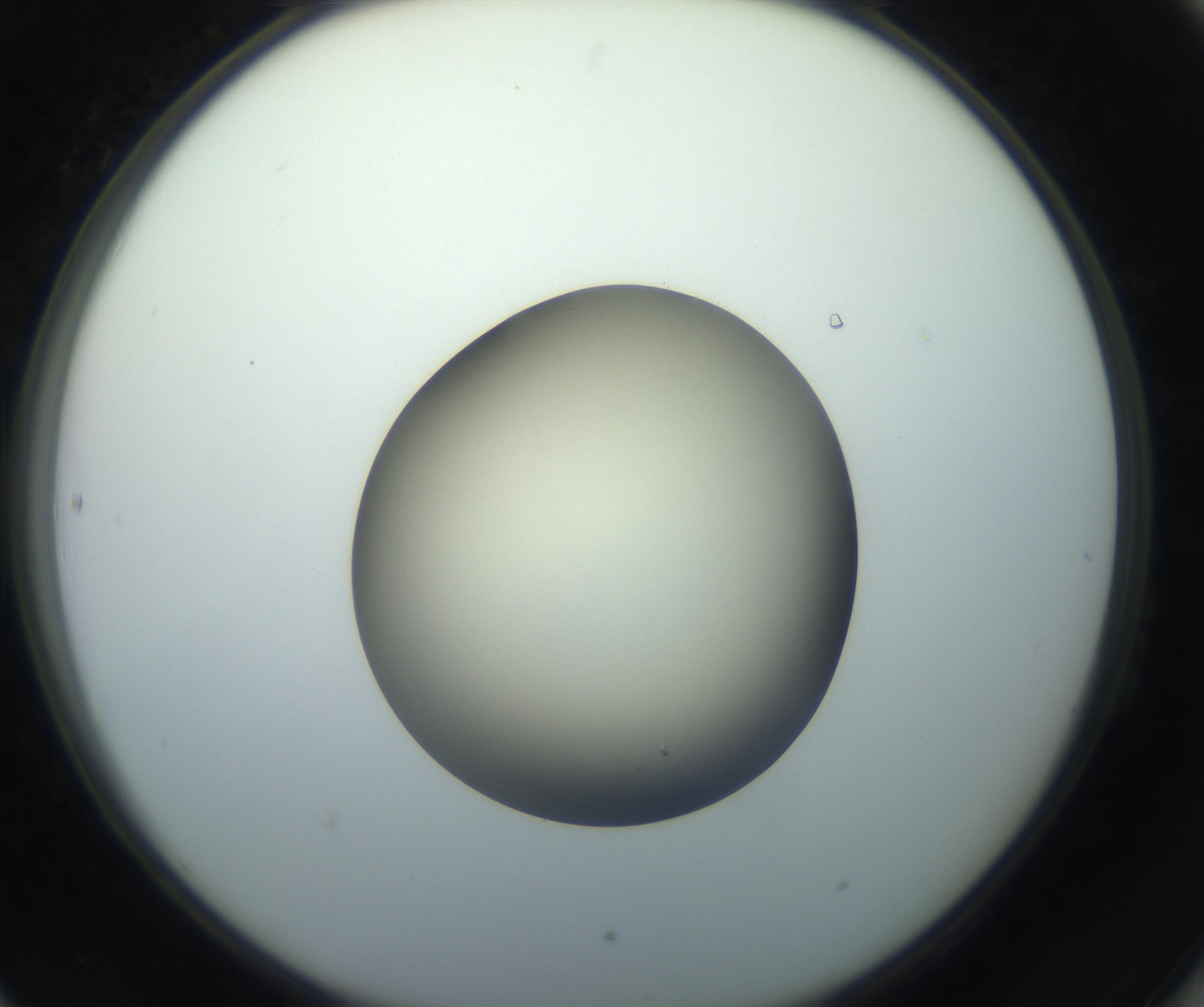 RI01_03_000_0212_Proj1_Clon1_MC_0000MC102735_003_160921_06_08_02_00_99_002_001_RAI.jpg