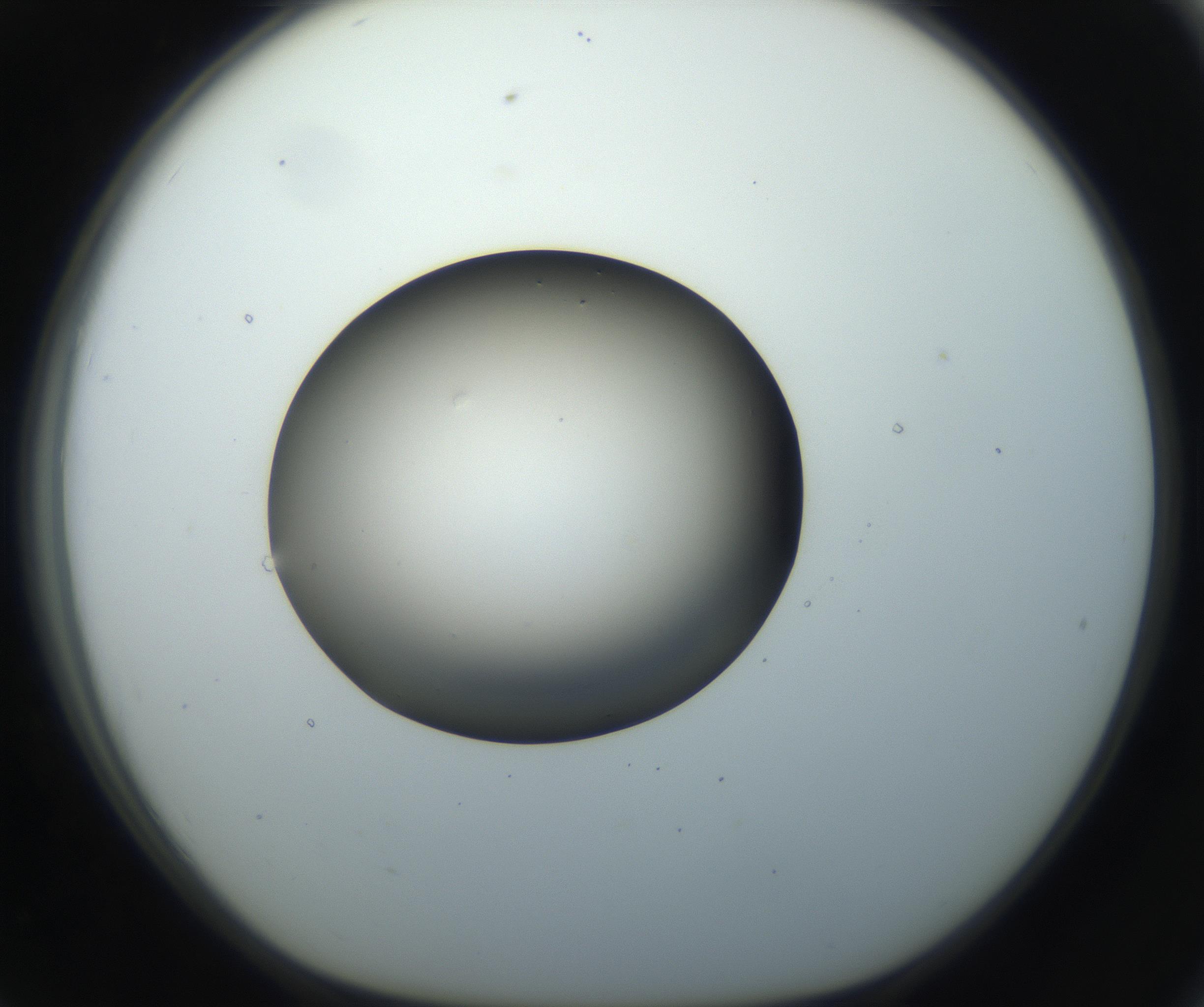 RI01_03_000_0212_Proj1_Clon1_MC_0000MC102735_003_160921_07_07_01_00_99_002_001_RAI.jpg