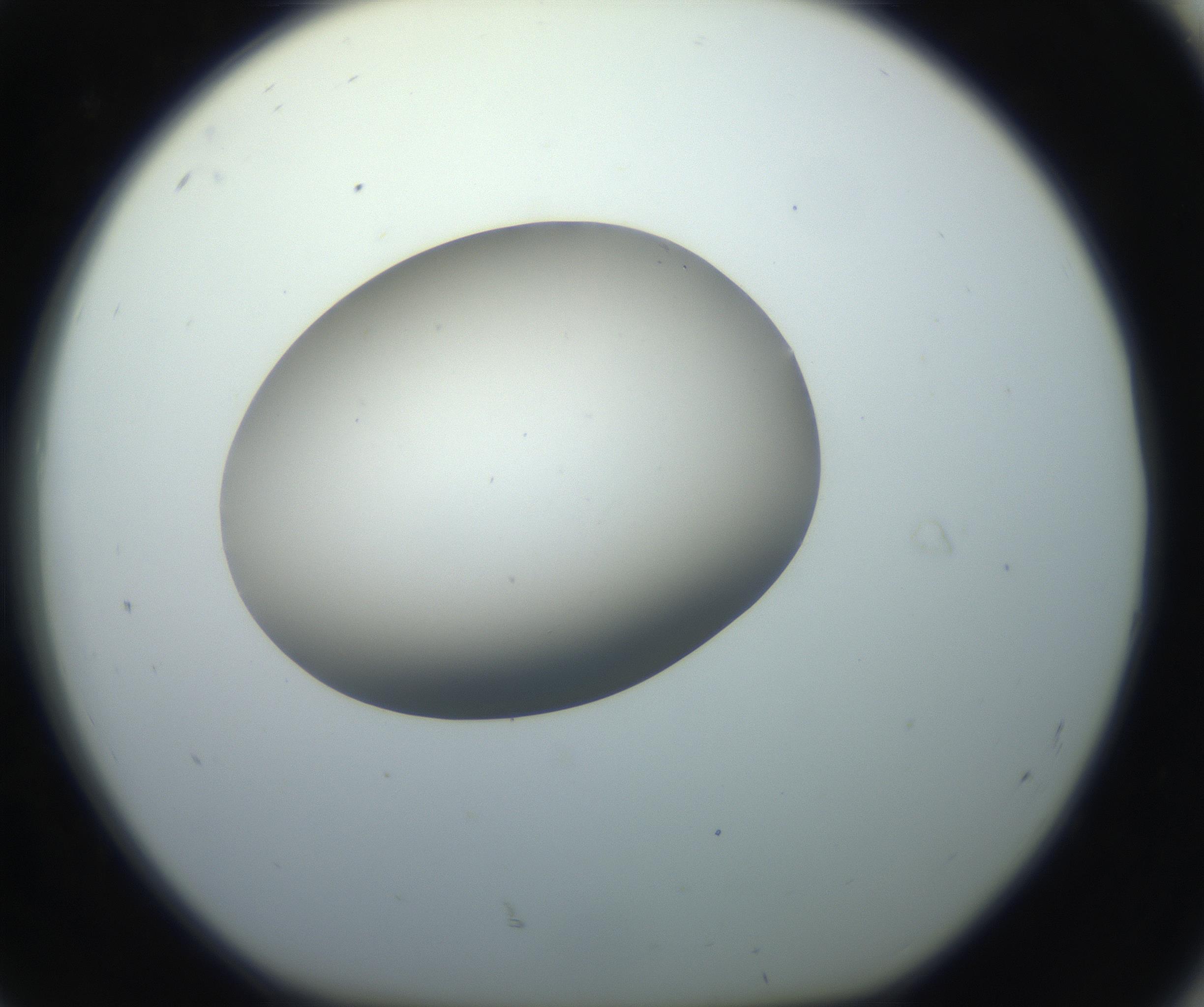 RI01_03_000_0212_Proj1_Clon1_MC_0000MC102735_003_160921_08_08_01_00_99_002_001_RAI.jpg