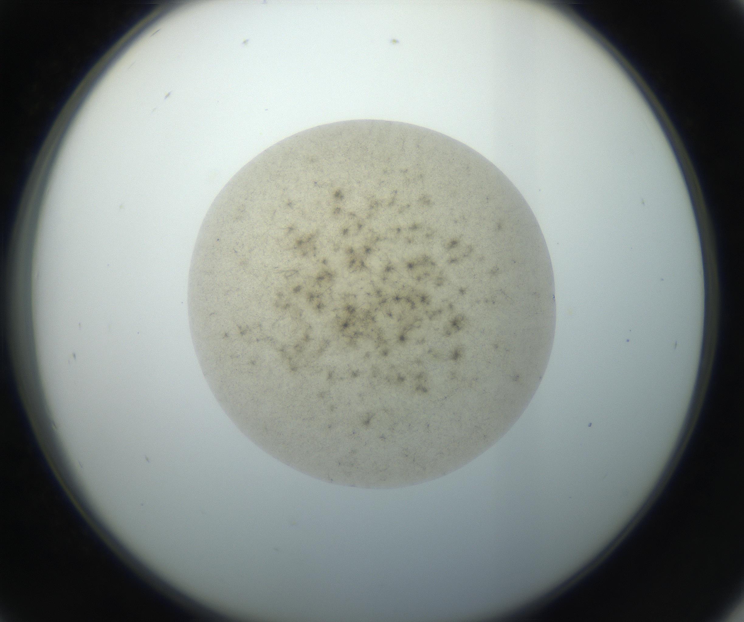 RI01_03_000_0212_Proj1_Clon1_MC_0000MC102735_003_160921_09_04_02_00_99_002_001_RAI.jpg