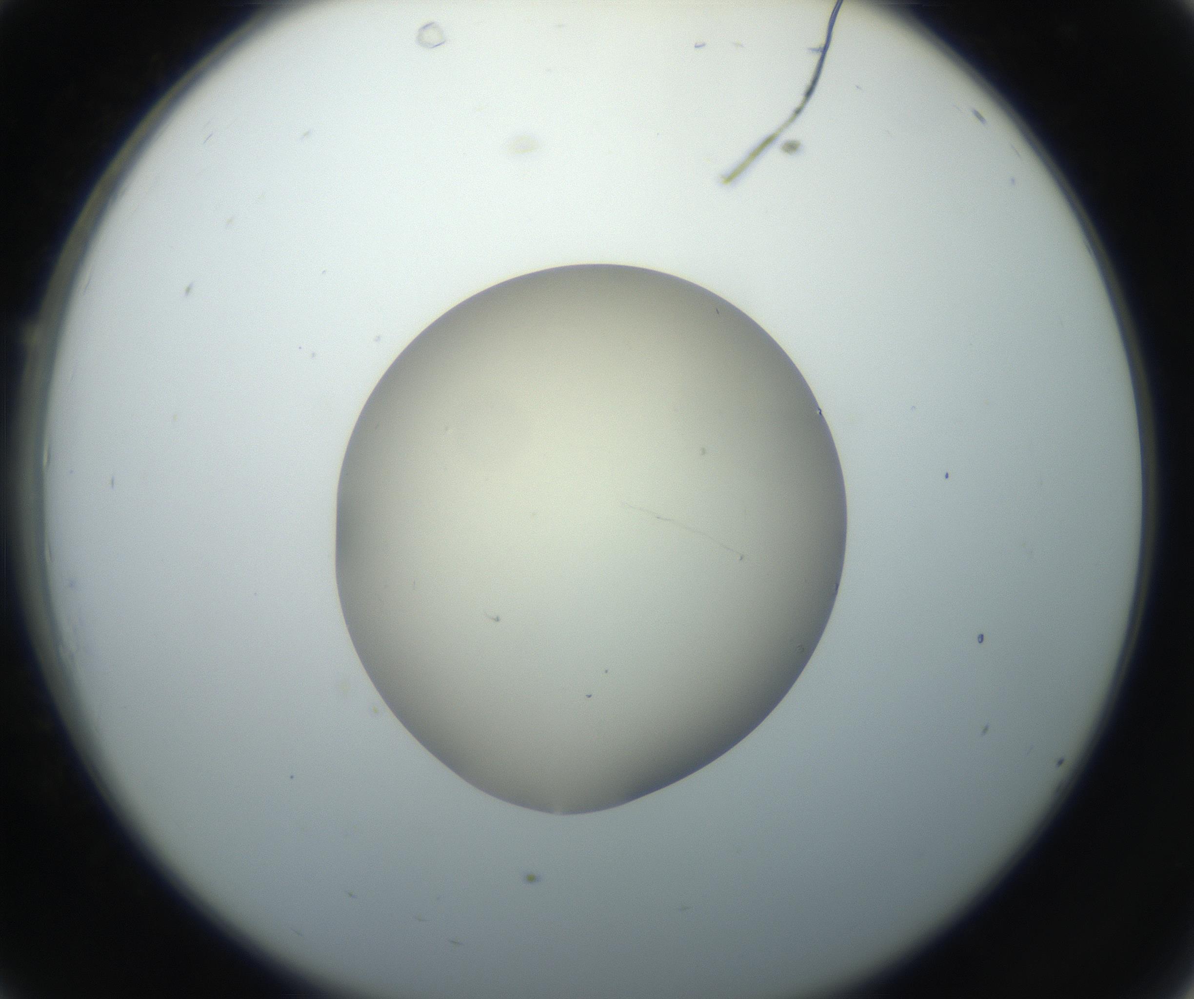 RI01_03_000_0212_Proj1_Clon1_MC_0000MC102735_003_160921_10_03_02_00_99_002_001_RAI.jpg