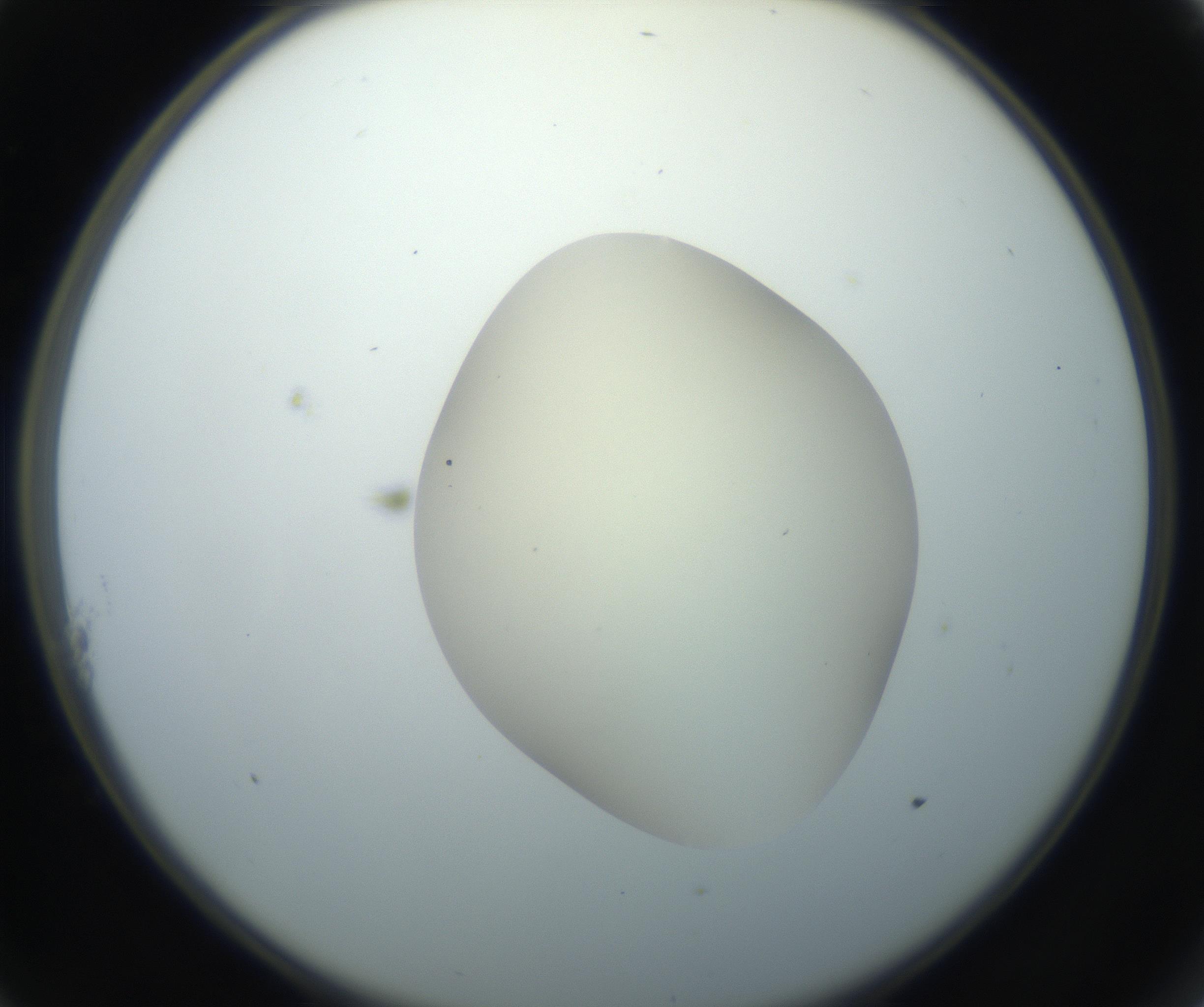 RI01_03_000_0212_Proj1_Clon1_MC_0000MC102735_003_160921_11_01_02_00_99_002_001_RAI.jpg