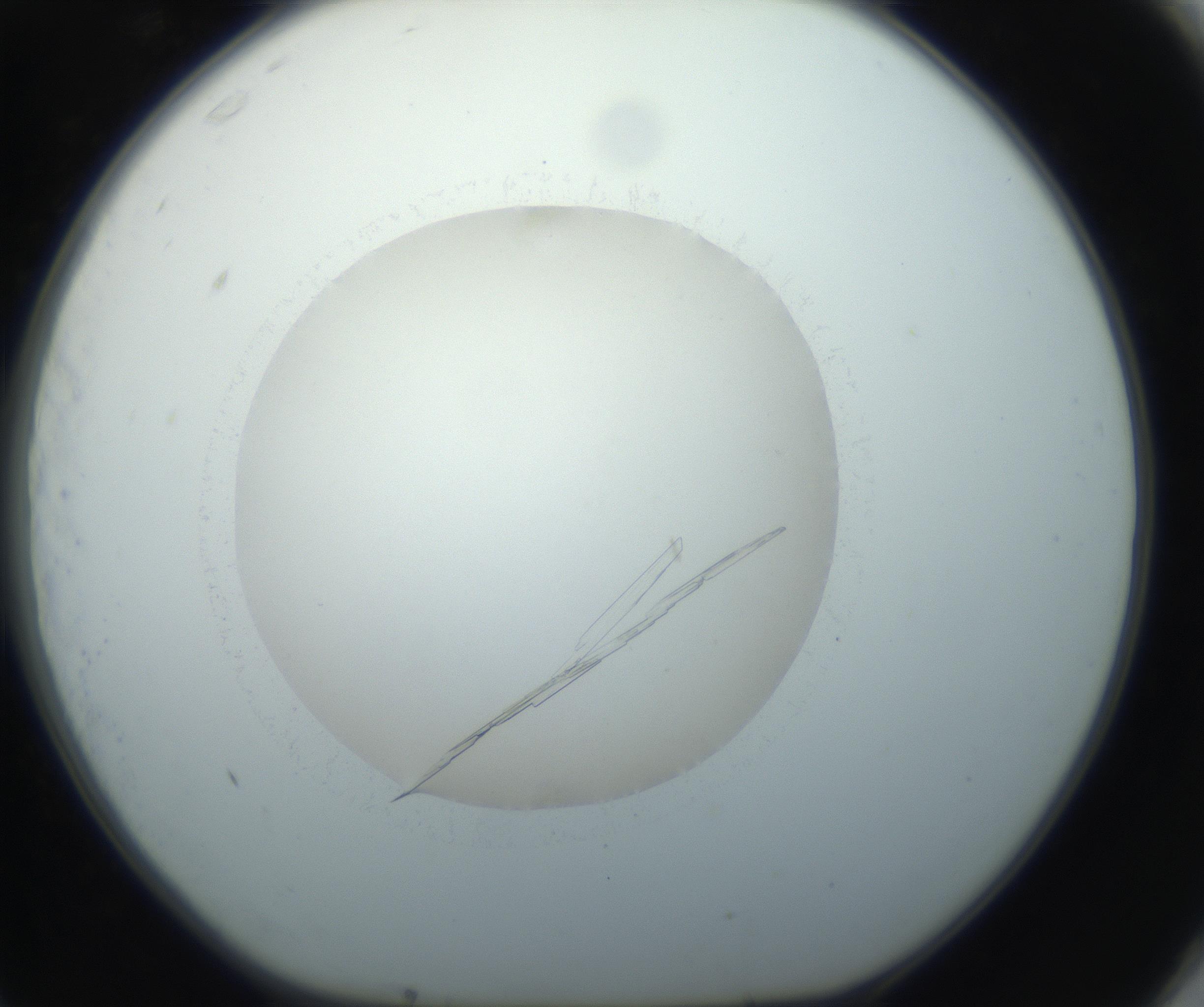 RI01_03_000_0212_Proj1_Clon1_MC_0000MC102735_003_160921_11_07_01_00_99_002_001_RAI.jpg