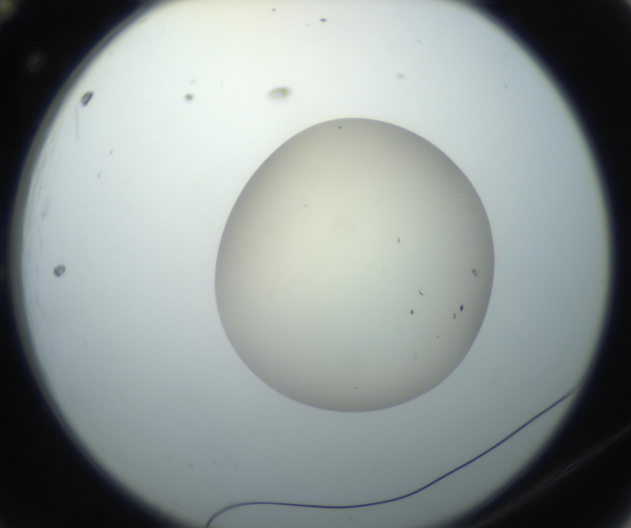RI01_03_000_0212_Proj1_Clon1_MC_0000MC102735_003_160921_12_01_02_00_99_002_001_RAI.jpg