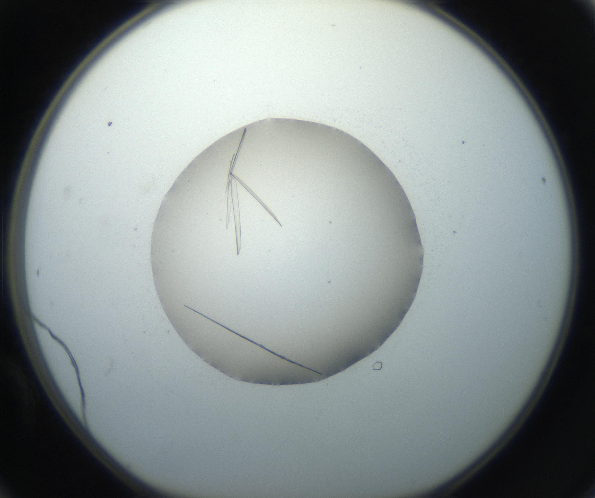 RI01_03_000_0212_Proj1_Clon1_MC_0000MC102735_003_160921_12_04_01_00_99_002_001_RAI.jpg