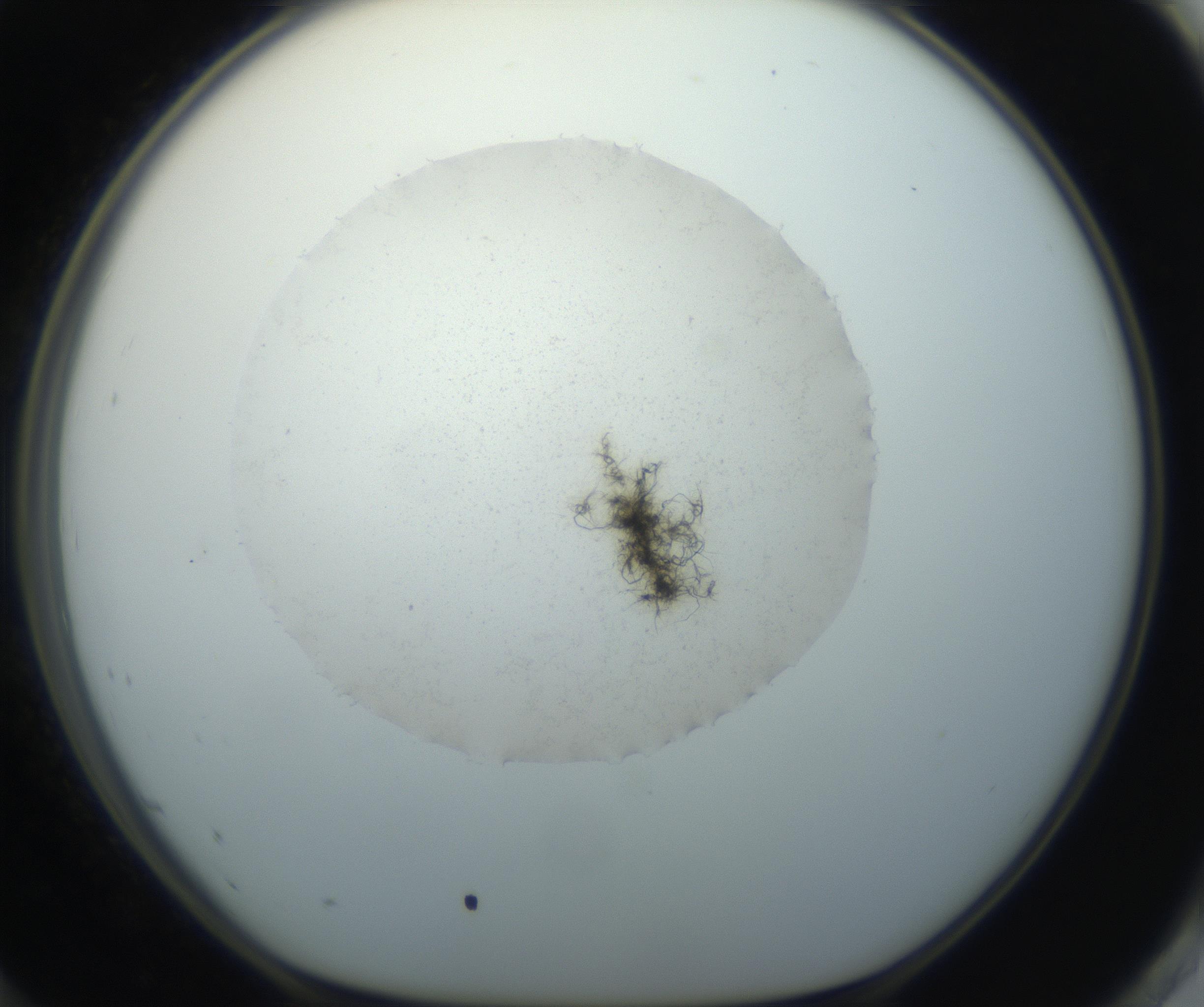 RI01_03_000_0212_Proj1_Clon1_MC_0000MC102735_003_160921_12_08_01_00_99_002_001_RAI.jpg