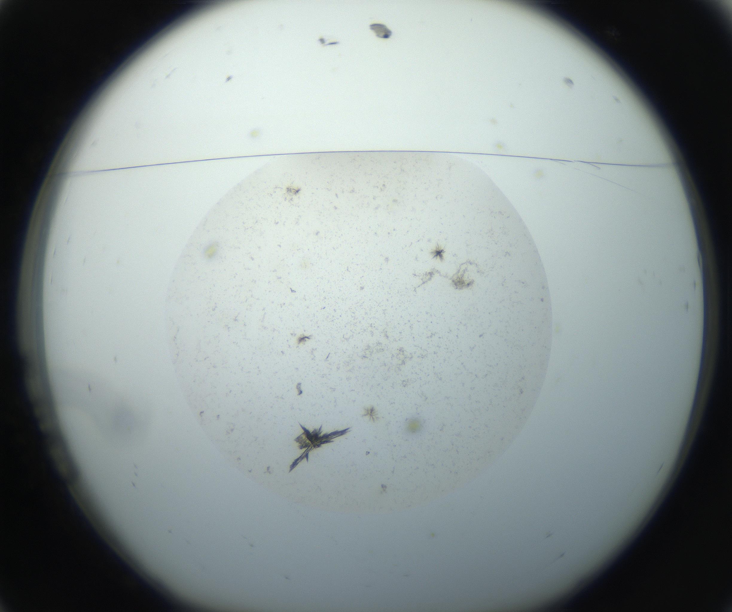 RI01_03_000_0212_Proj1_Clon1_MC_0000MC102735_006_160926_11_01_01_00_99_002_001_RAI.jpg