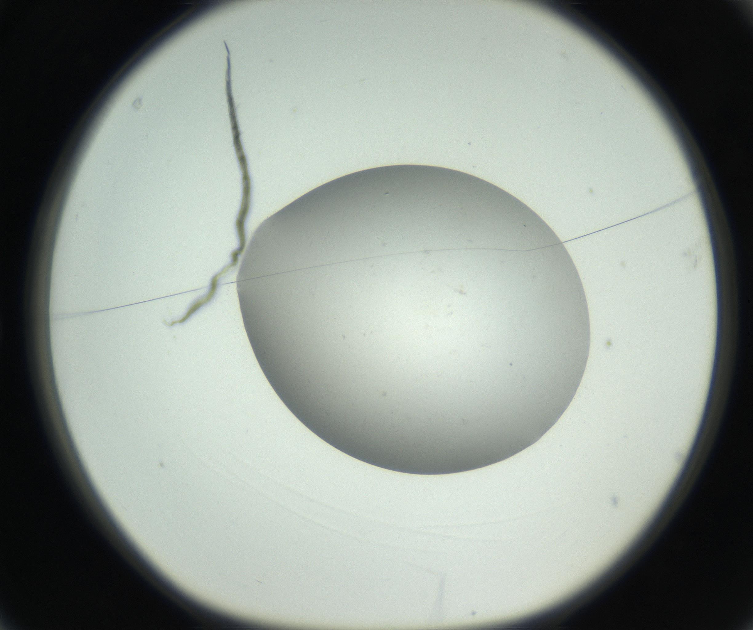 RI01_03_000_0212_Proj1_Clon1_MC_0000MC102736_004_160921_03_01_01_00_99_002_001_RAI.jpg