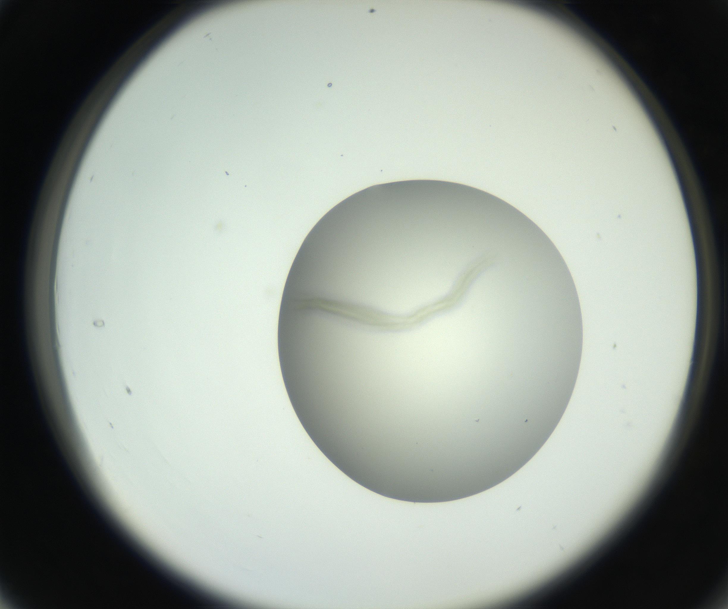 RI01_03_000_0212_Proj1_Clon1_MC_0000MC102736_004_160921_04_03_02_00_99_002_001_RAI.jpg