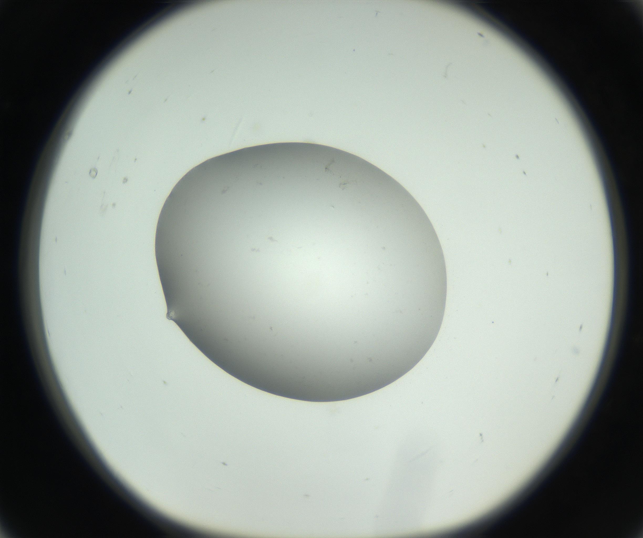 RI01_03_000_0212_Proj1_Clon1_MC_0000MC102736_004_160921_05_01_01_00_99_002_001_RAI.jpg