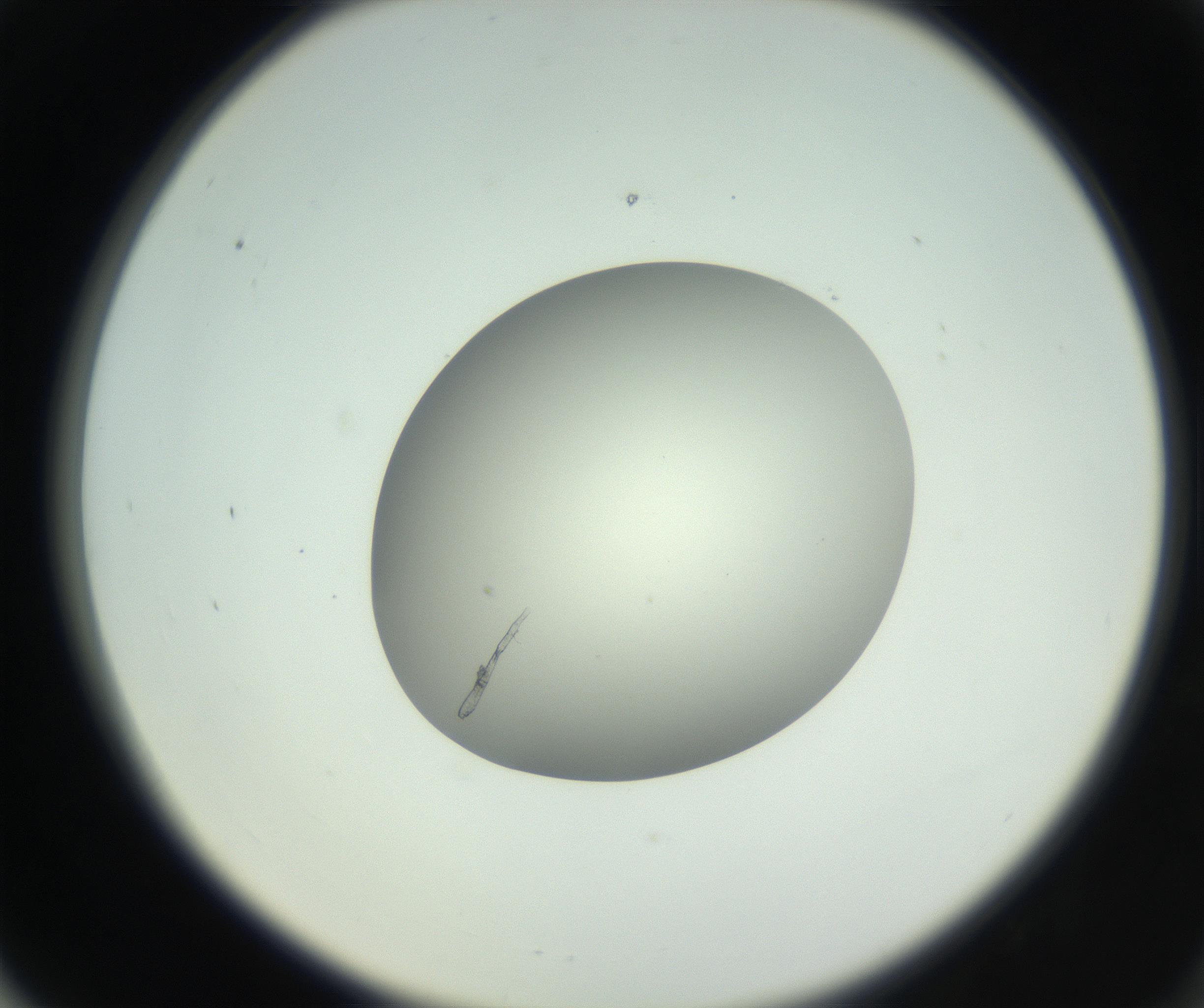RI01_03_000_0212_Proj1_Clon1_MC_0000MC102736_004_160921_06_06_02_00_99_002_001_RAI.jpg