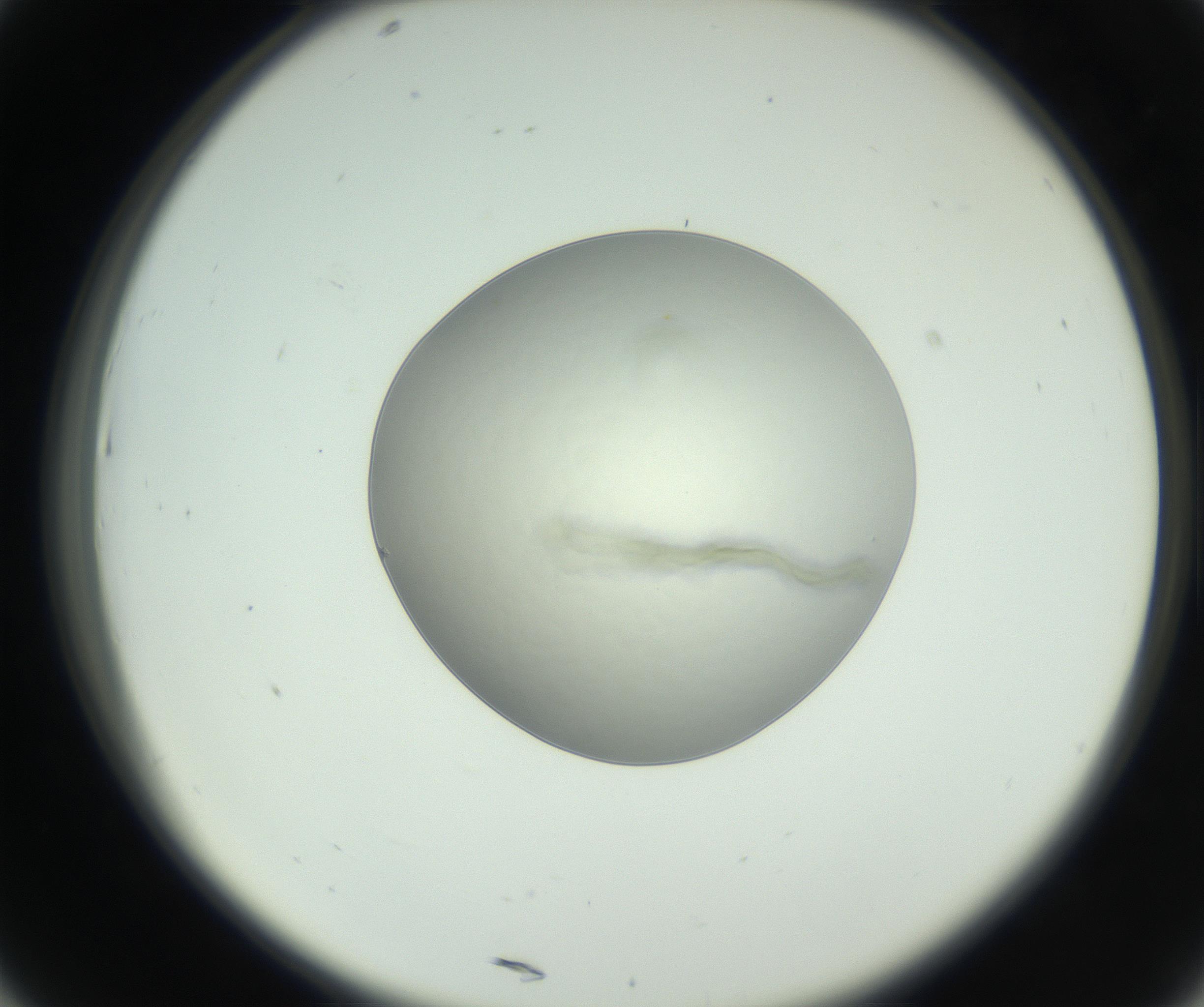 RI01_03_000_0212_Proj1_Clon1_MC_0000MC102736_004_160921_07_04_02_00_99_002_001_RAI.jpg