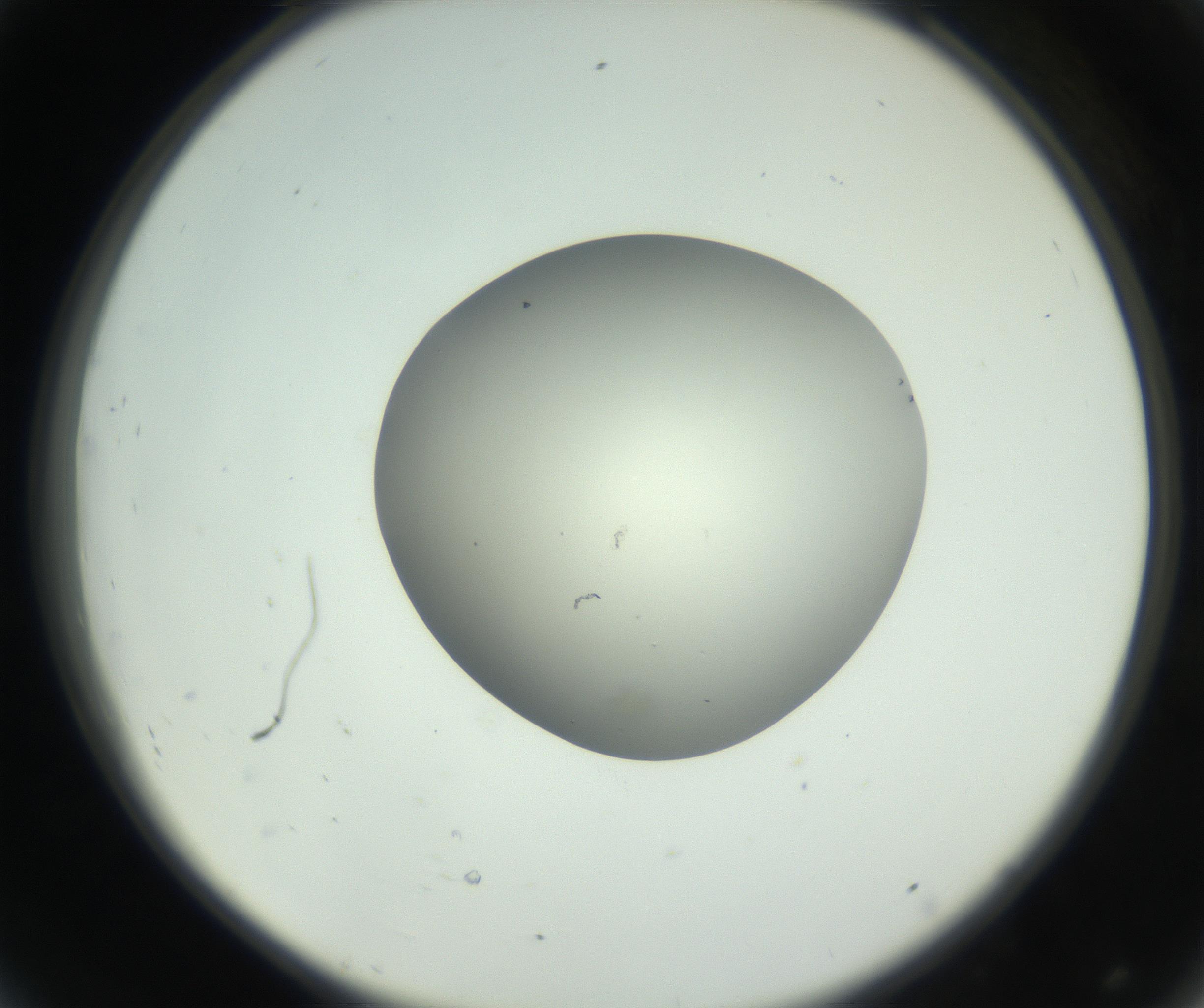 RI01_03_000_0212_Proj1_Clon1_MC_0000MC102736_004_160921_08_04_02_00_99_002_001_RAI.jpg