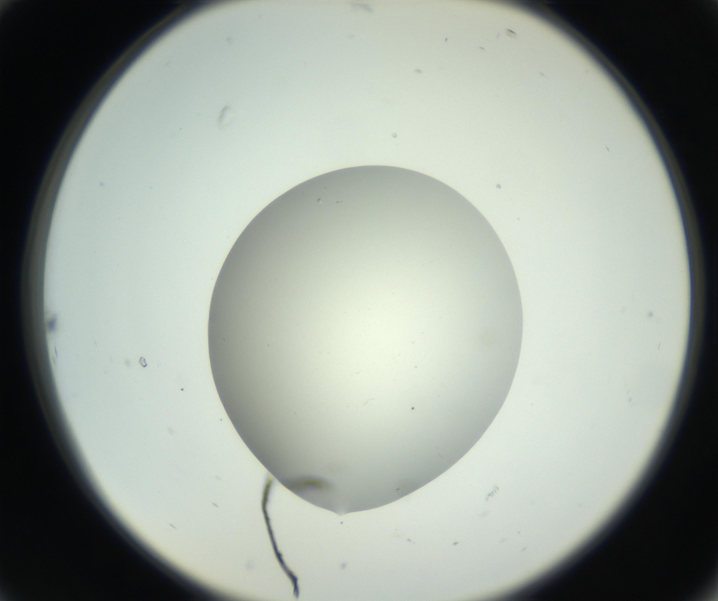 RI01_03_000_0212_Proj1_Clon1_MC_0000MC102736_004_160921_10_02_02_00_99_002_001_RAI.jpg