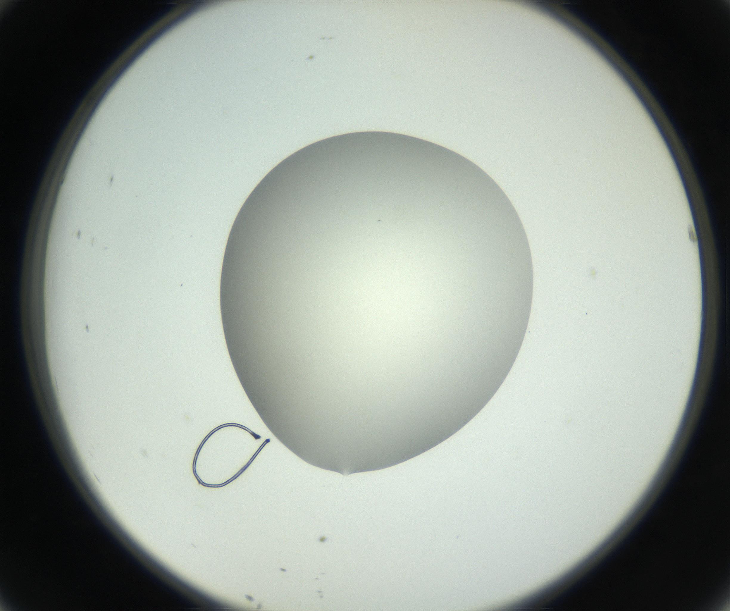 RI01_03_000_0212_Proj1_Clon1_MC_0000MC102736_004_160921_10_04_02_00_99_002_001_RAI.jpg