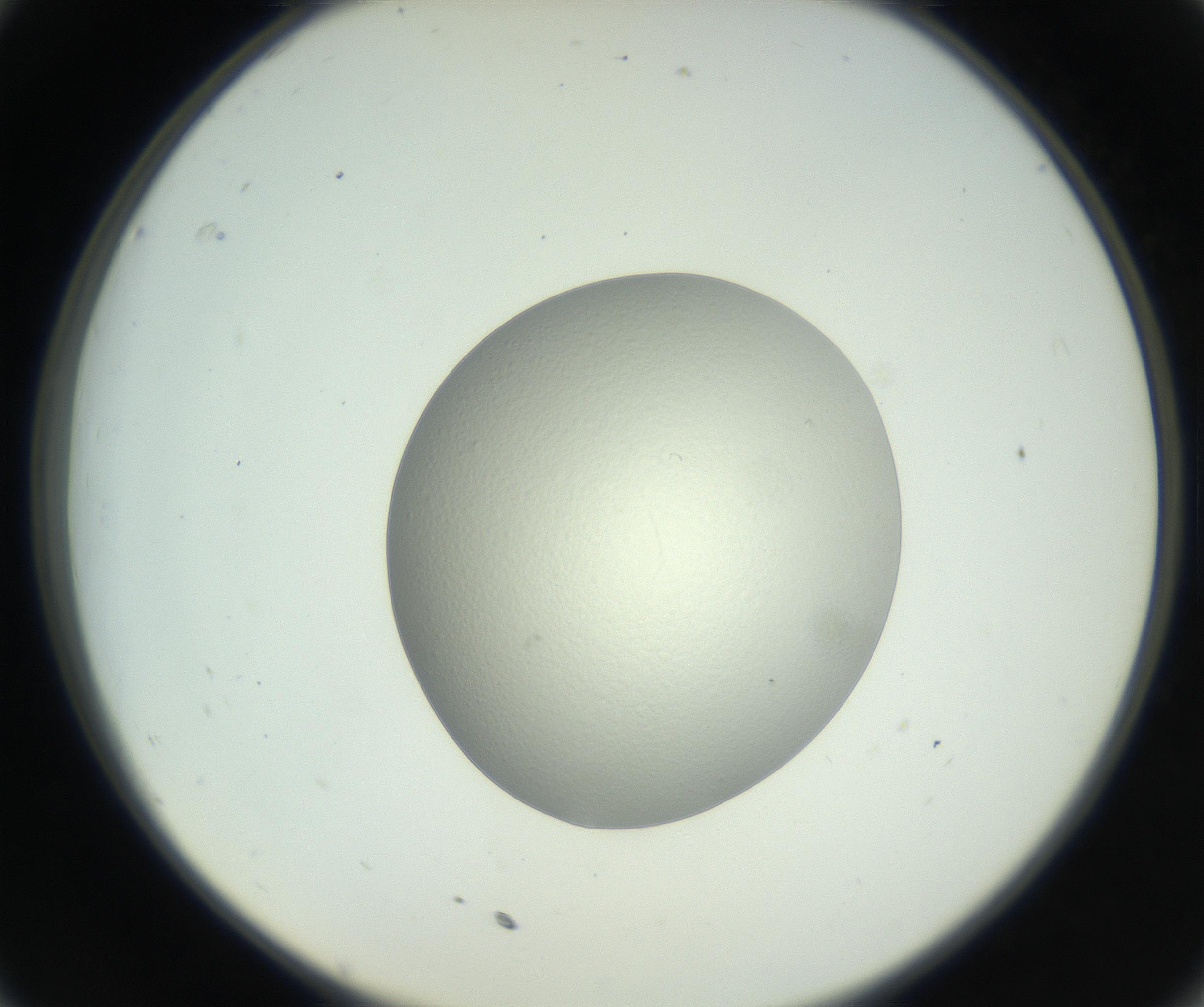 RI01_03_000_0212_Proj1_Clon1_MC_0000MC102736_004_160921_11_03_02_00_99_002_001_RAI.jpg