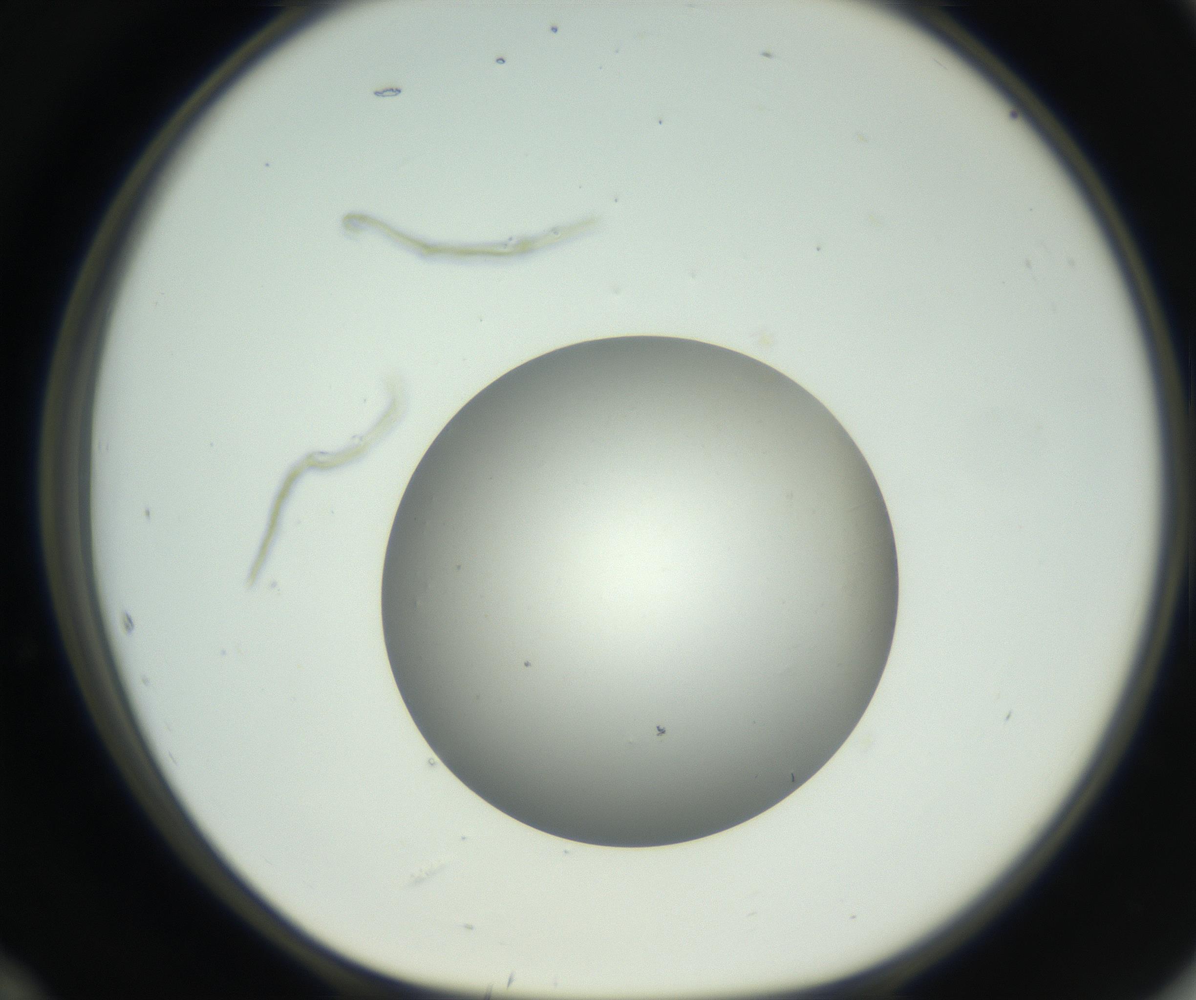 RI01_03_000_0212_Proj1_Clon1_MC_0000MC102736_004_160921_12_05_01_00_99_002_001_RAI.jpg
