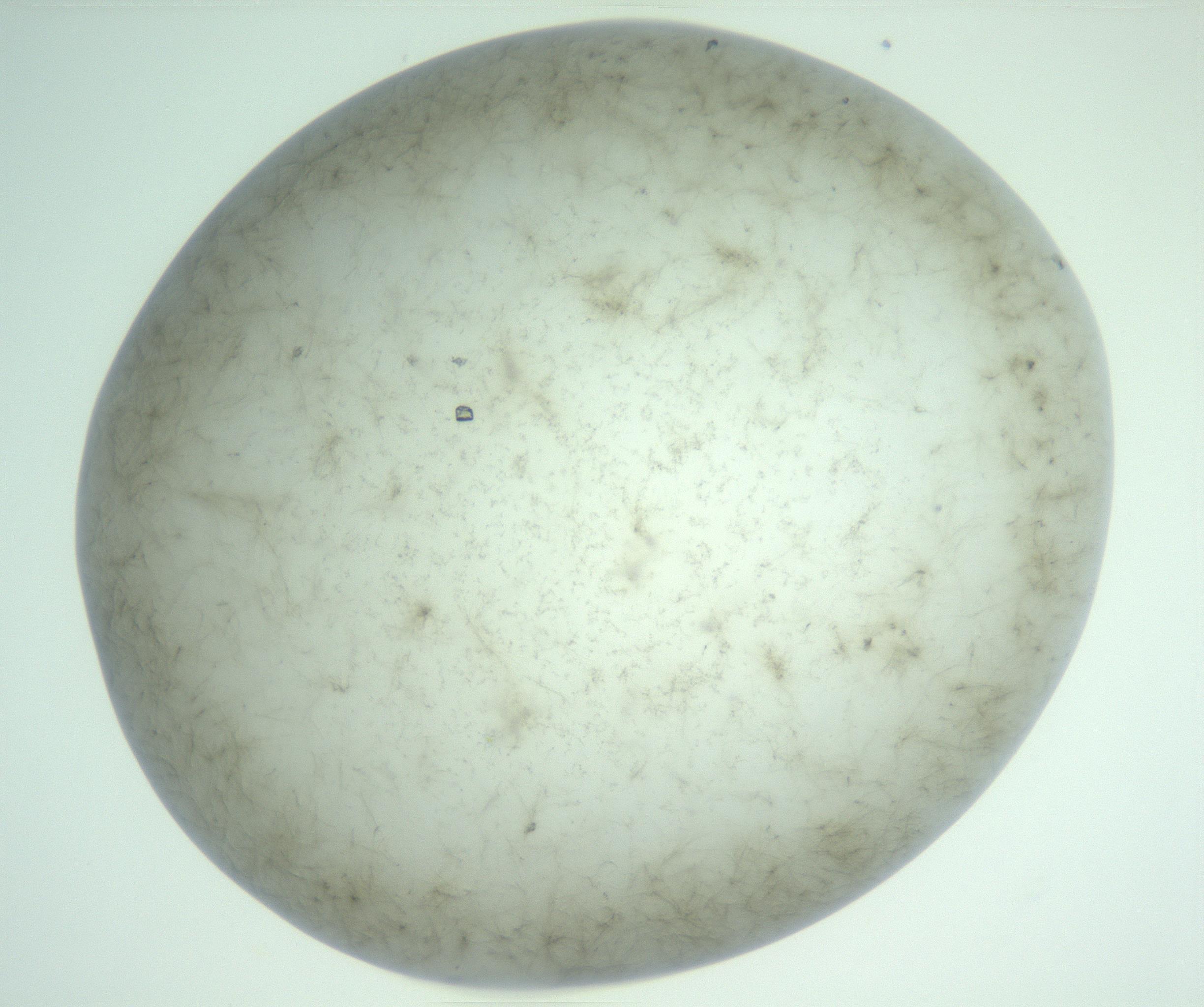 RI01_03_000_0212_Proj1_Clon1_MC_0000MC102736_014_161126_01_06_02_00_99_002_001_RAI.jpg