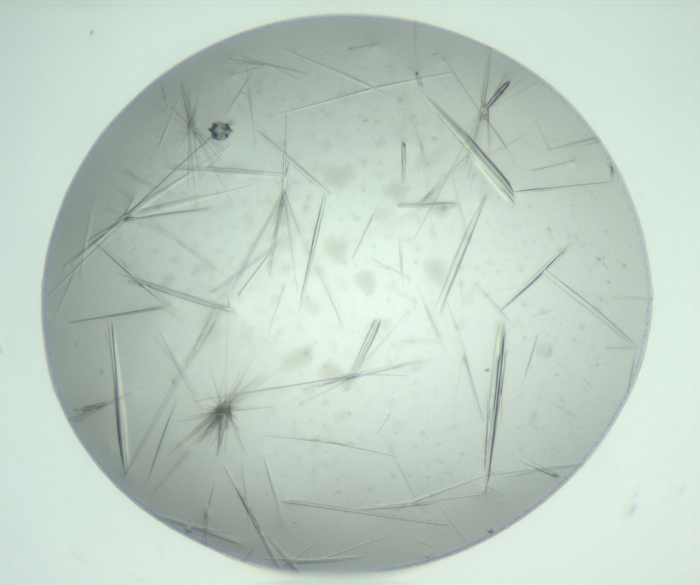 RI01_03_000_0212_Proj1_Clon1_MC_0000MC102736_014_161126_08_05_01_00_99_002_001_RAI.jpg