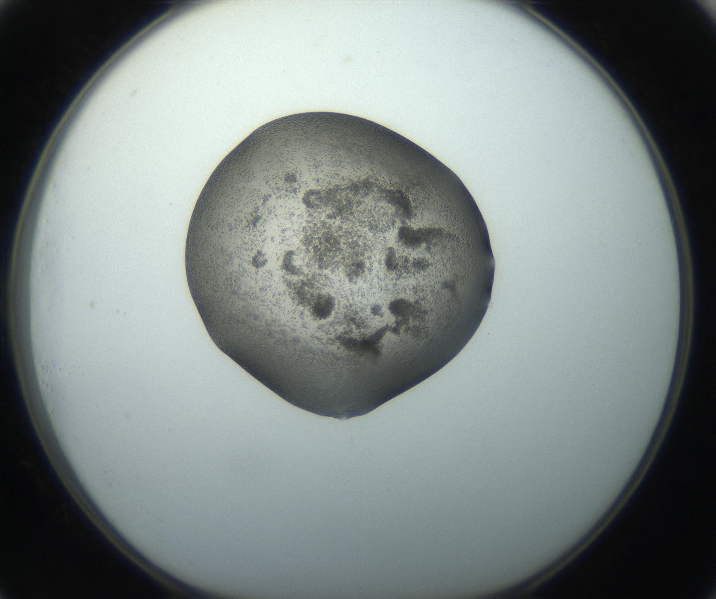 RI01_03_000_0212_Proj1_Clon1_MC_0000MC102743_002_160921_01_07_01_00_99_002_001_RAI.jpg