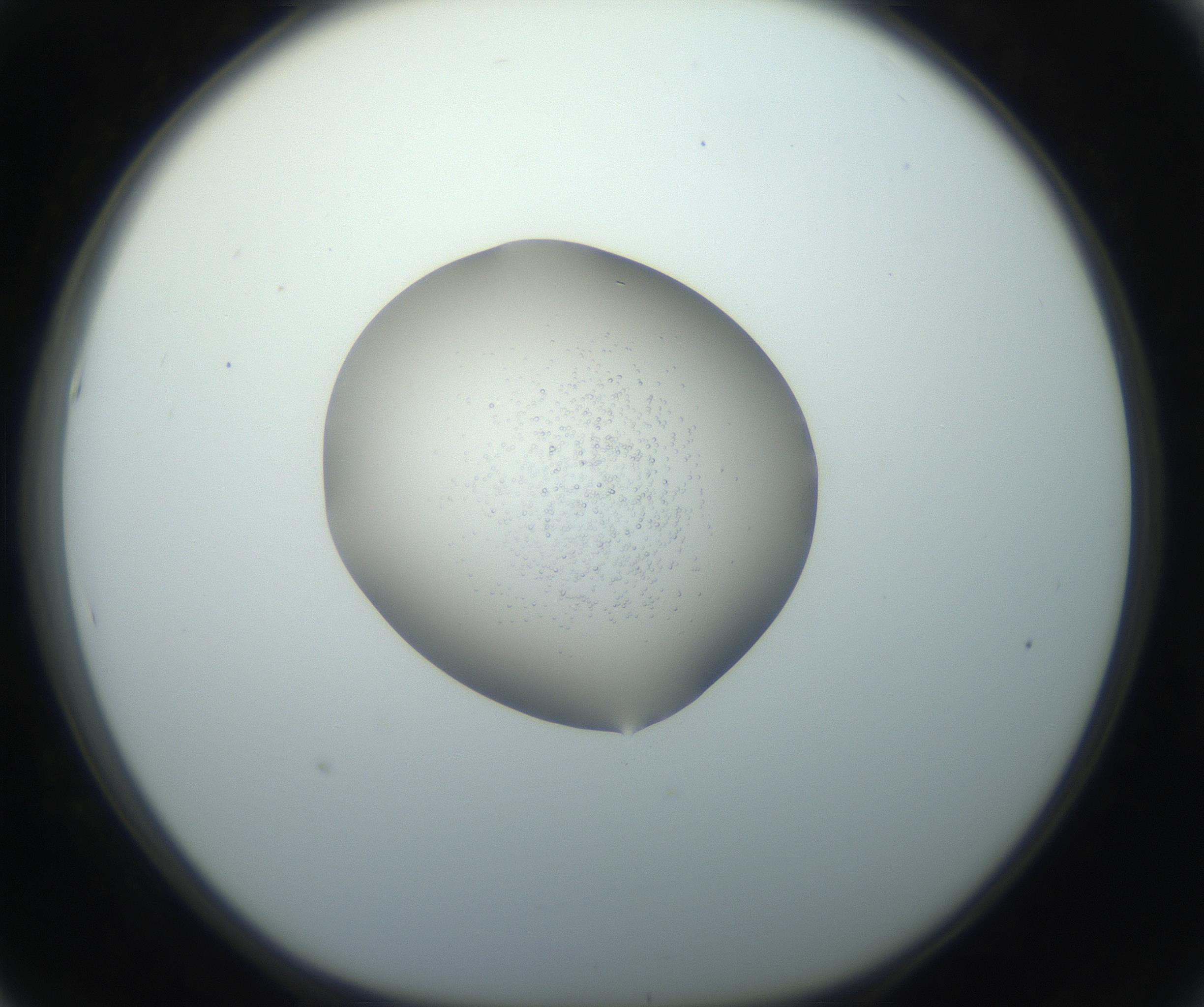 RI01_03_000_0212_Proj1_Clon1_MC_0000MC102743_002_160921_05_05_01_00_99_002_001_RAI.jpg