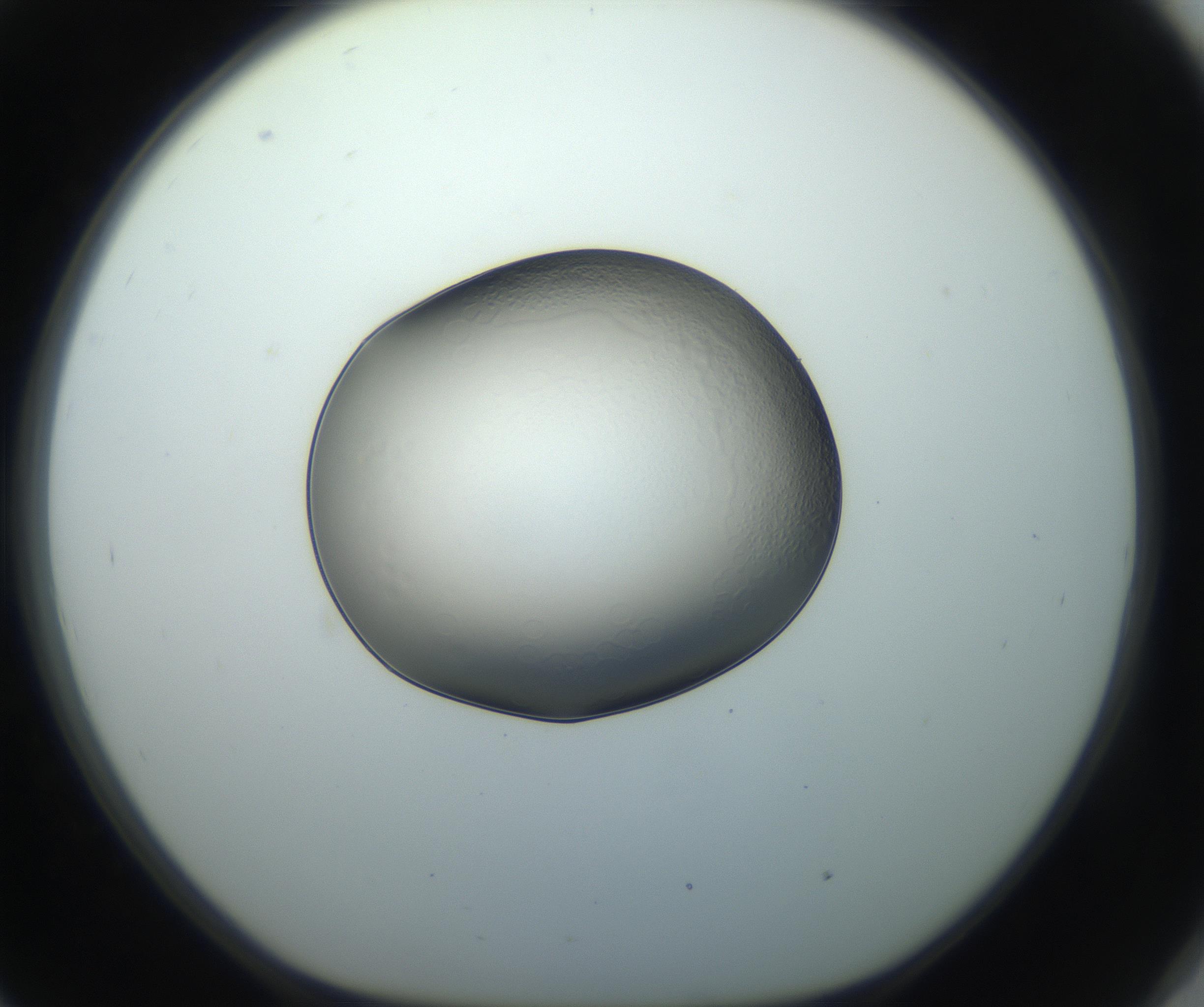 RI01_03_000_0212_Proj1_Clon1_MC_0000MC102743_002_160921_09_08_01_00_99_002_001_RAI.jpg