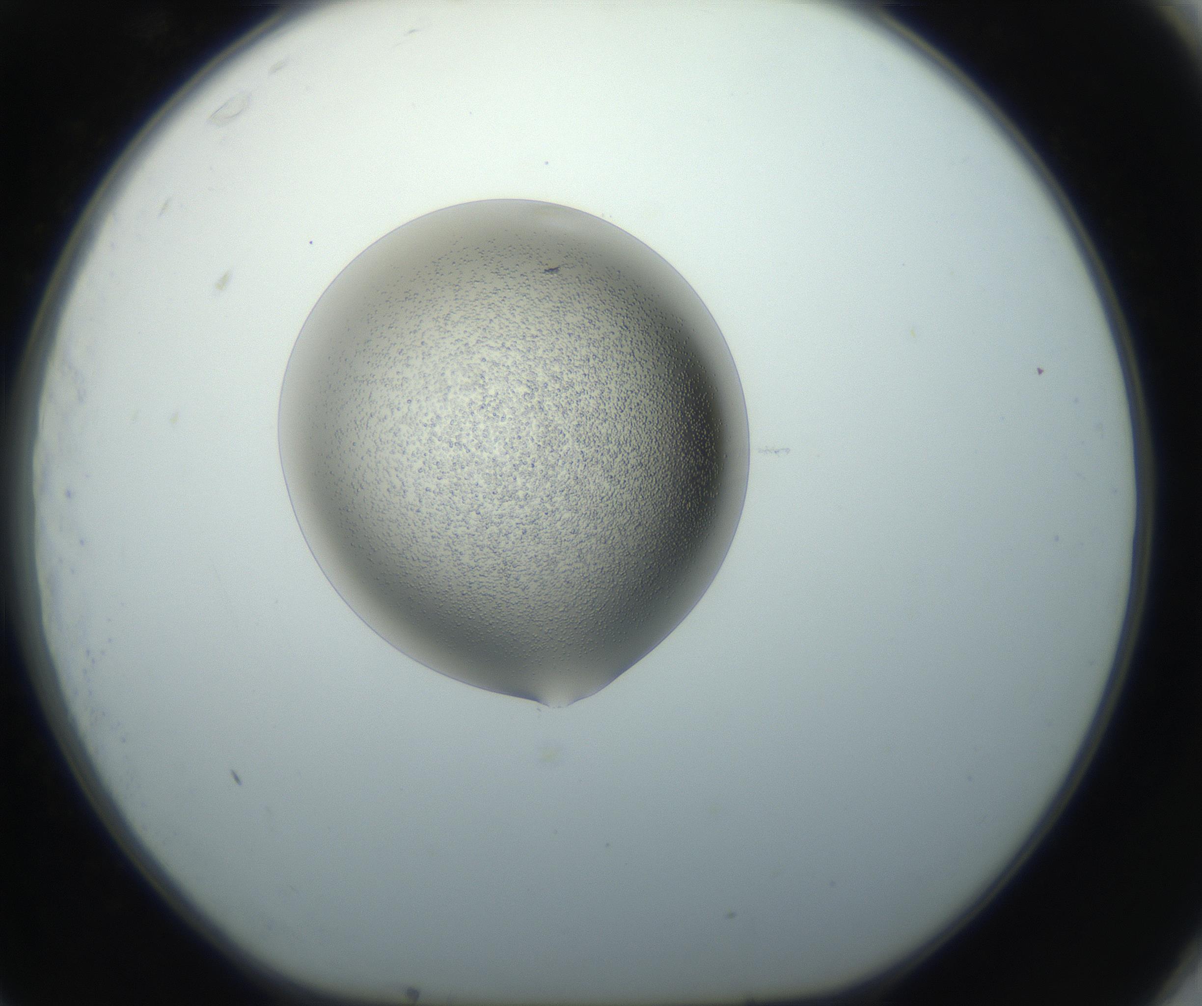 RI01_03_000_0212_Proj1_Clon1_MC_0000MC102743_002_160921_11_07_01_00_99_002_001_RAI.jpg