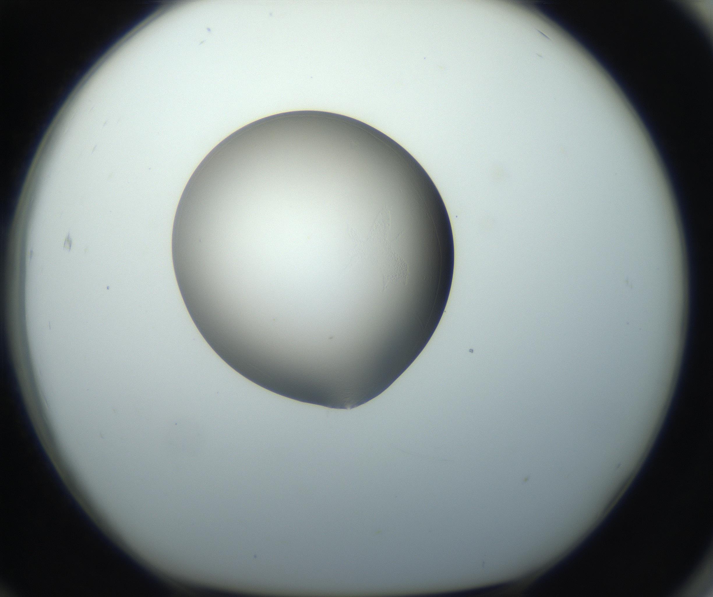 RI01_03_000_0212_Proj1_Clon1_MC_0000MC102743_002_160921_12_07_01_00_99_002_001_RAI.jpg