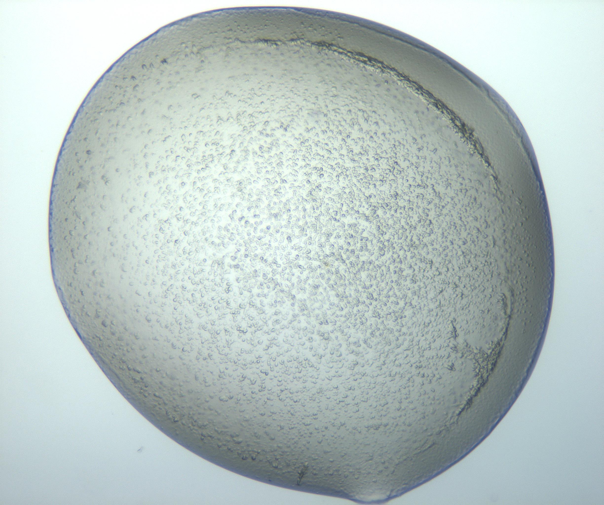 RI01_03_000_0212_Proj1_Clon1_MC_0000MC102743_015_161130_11_01_01_00_99_002_001_RAI.jpg