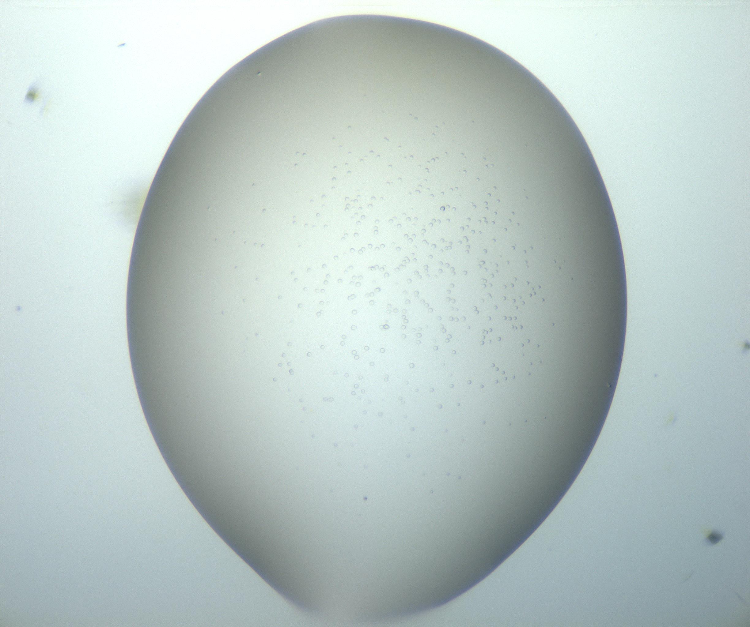 RI01_03_000_0212_Proj1_Clon1_MC_0000MC102743_015_161130_11_01_02_00_99_002_001_RAI.jpg