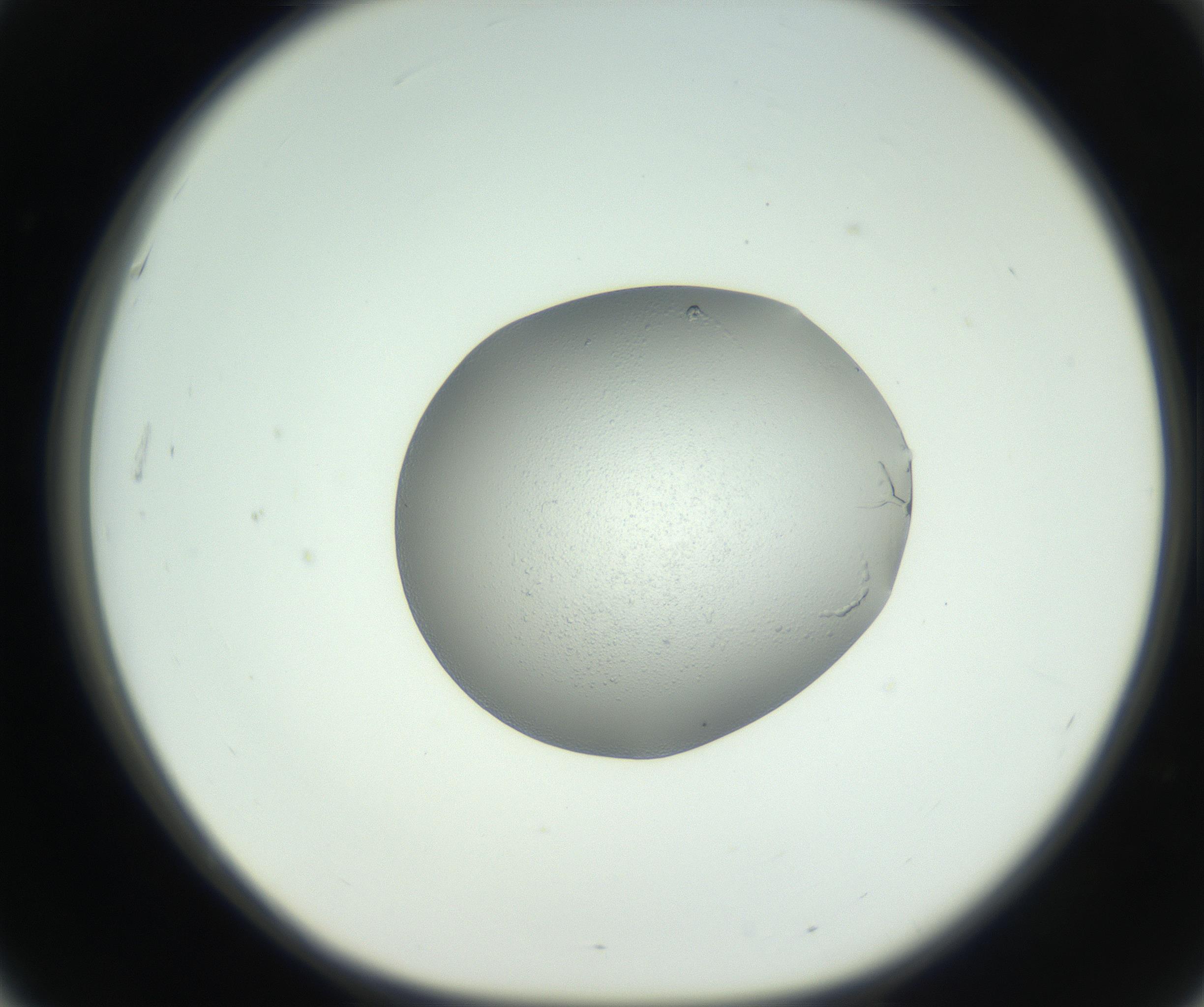 RI01_03_000_0212_Proj1_Clon1_MC_0000MC102744_002_160922_03_05_01_00_99_002_001_RAI.jpg
