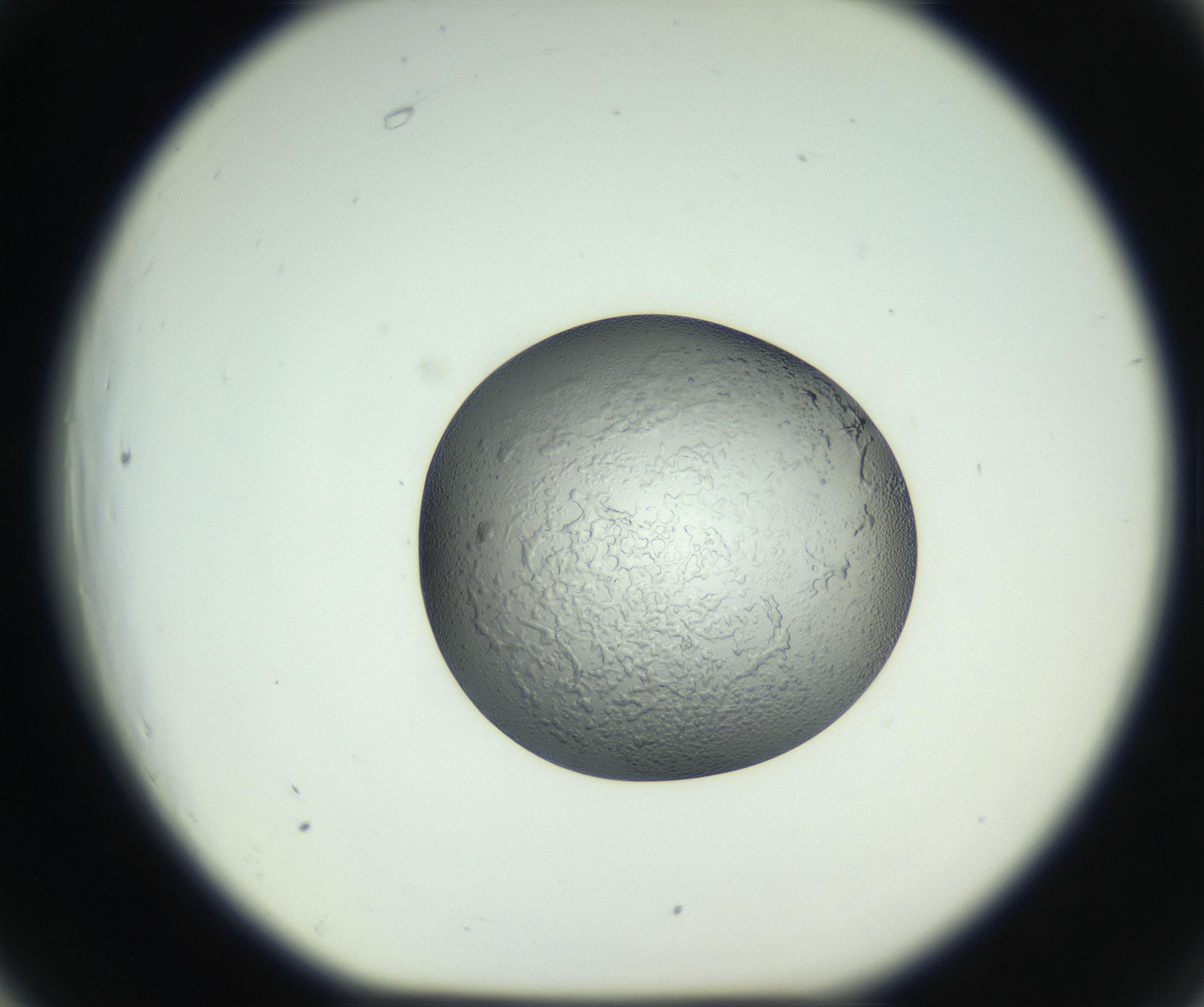 RI01_03_000_0212_Proj1_Clon1_MC_0000MC102744_002_160922_06_06_01_00_99_002_001_RAI.jpg