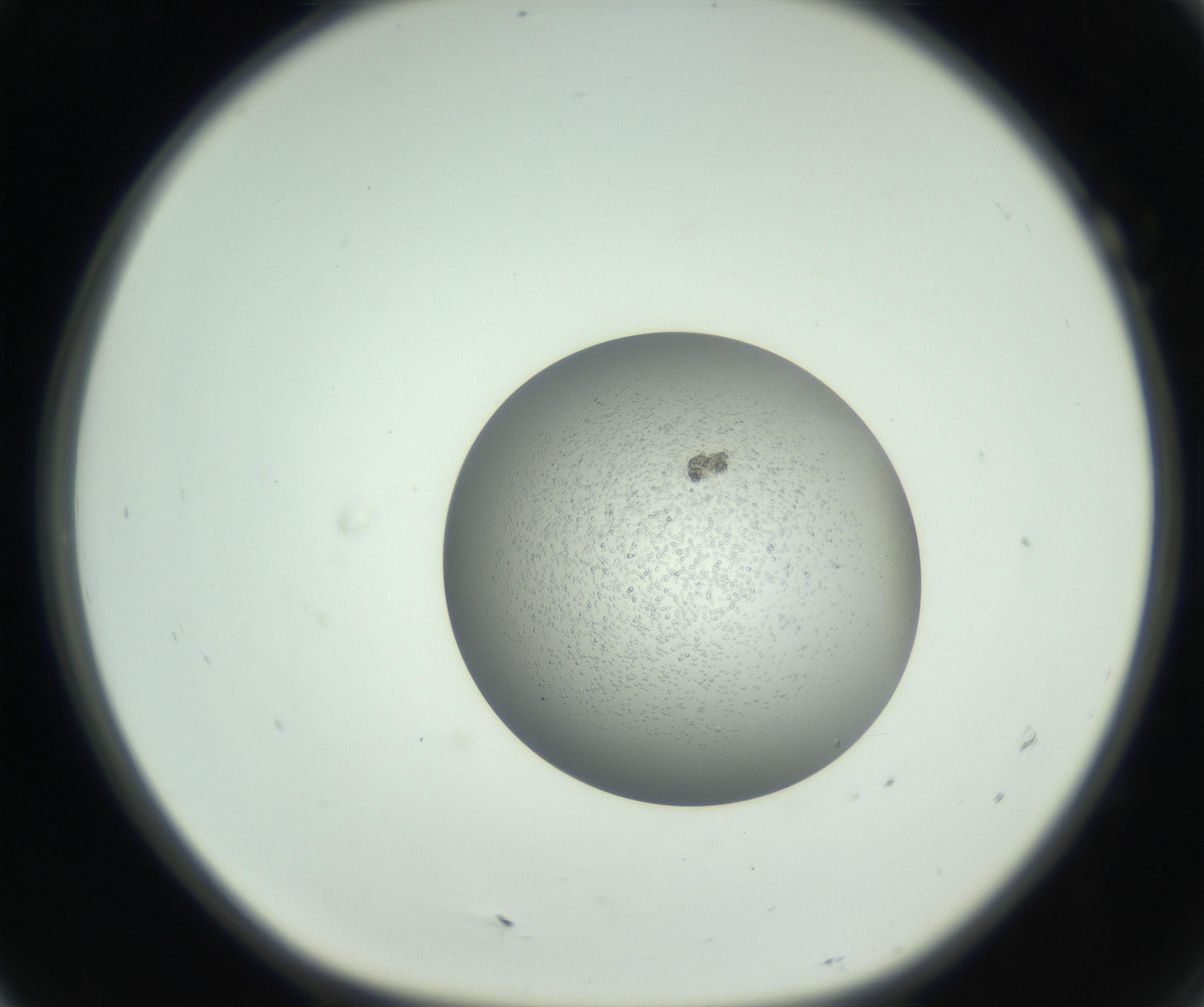 RI01_03_000_0212_Proj1_Clon1_MC_0000MC102744_002_160922_07_01_01_00_99_002_001_RAI.jpg