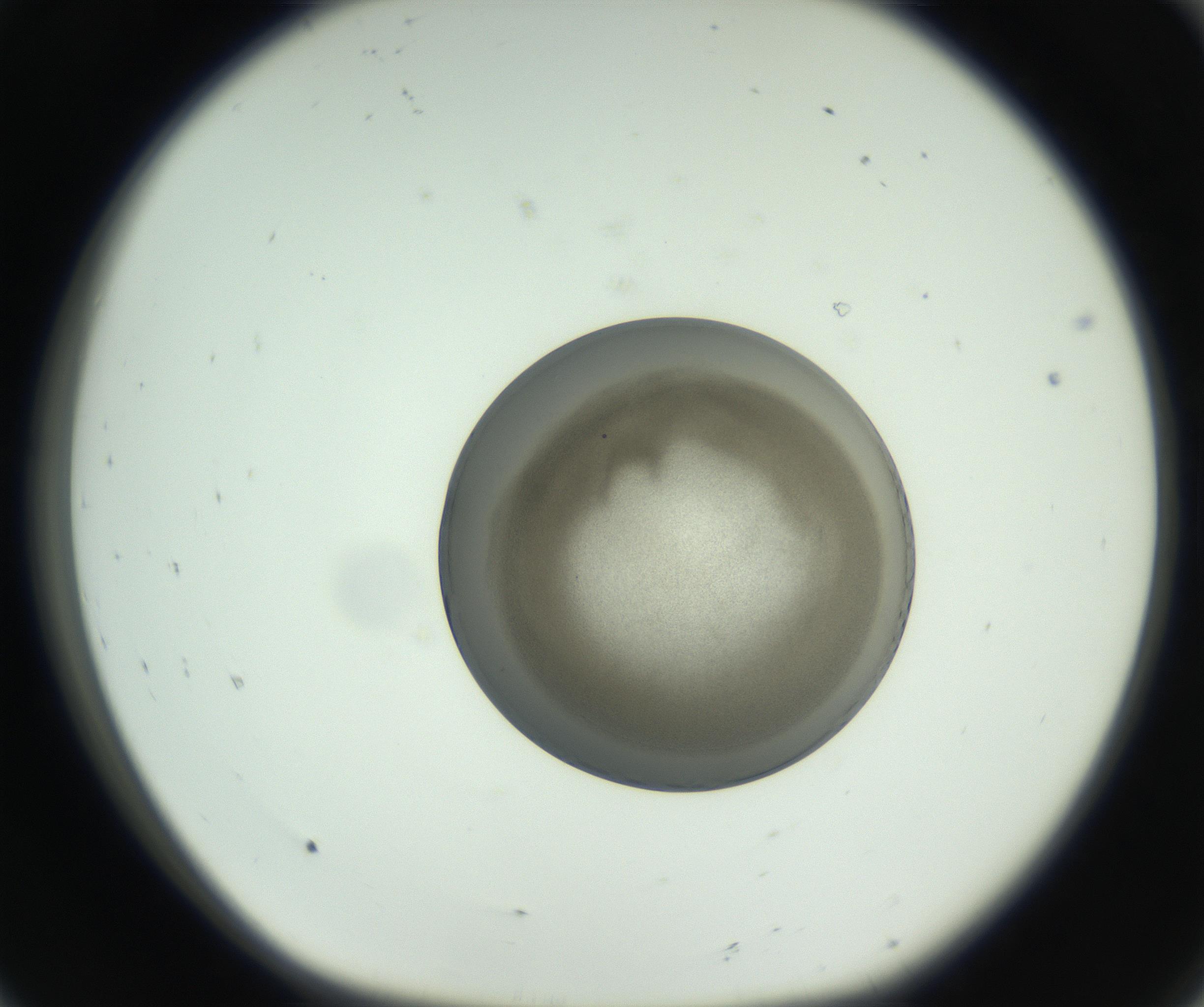 RI01_03_000_0212_Proj1_Clon1_MC_0000MC102744_002_160922_08_01_01_00_99_002_001_RAI.jpg