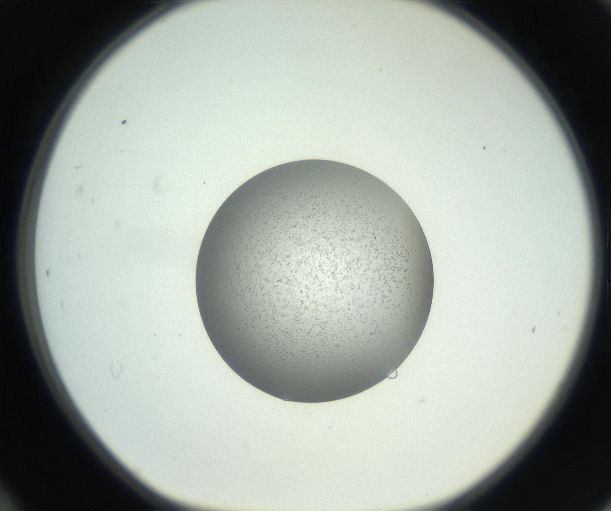 RI01_03_000_0212_Proj1_Clon1_MC_0000MC102744_002_160922_12_04_01_00_99_002_001_RAI.jpg