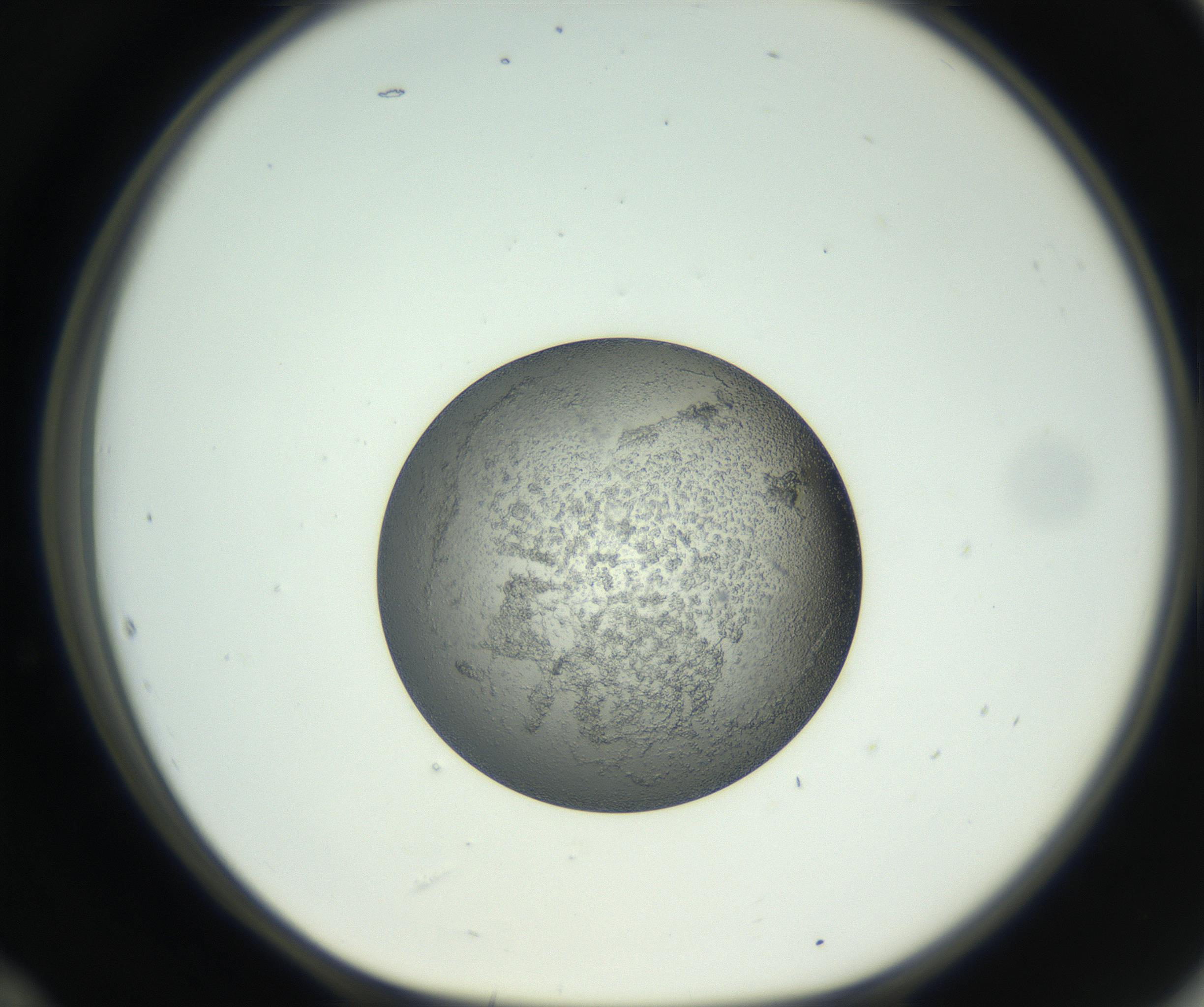 RI01_03_000_0212_Proj1_Clon1_MC_0000MC102744_002_160922_12_05_01_00_99_002_001_RAI.jpg